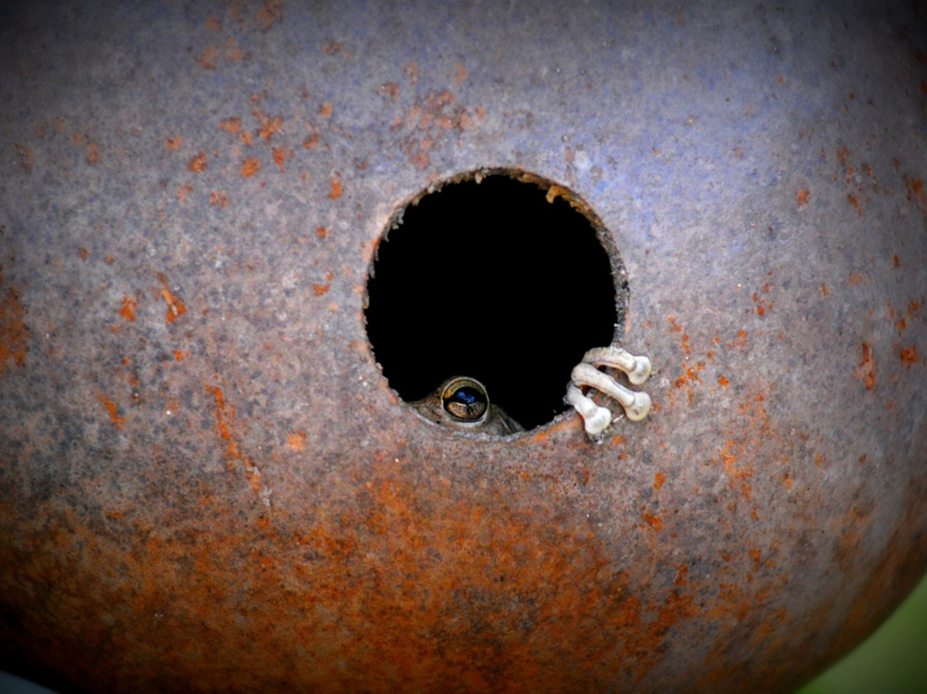 A frog peeking out from a gourd