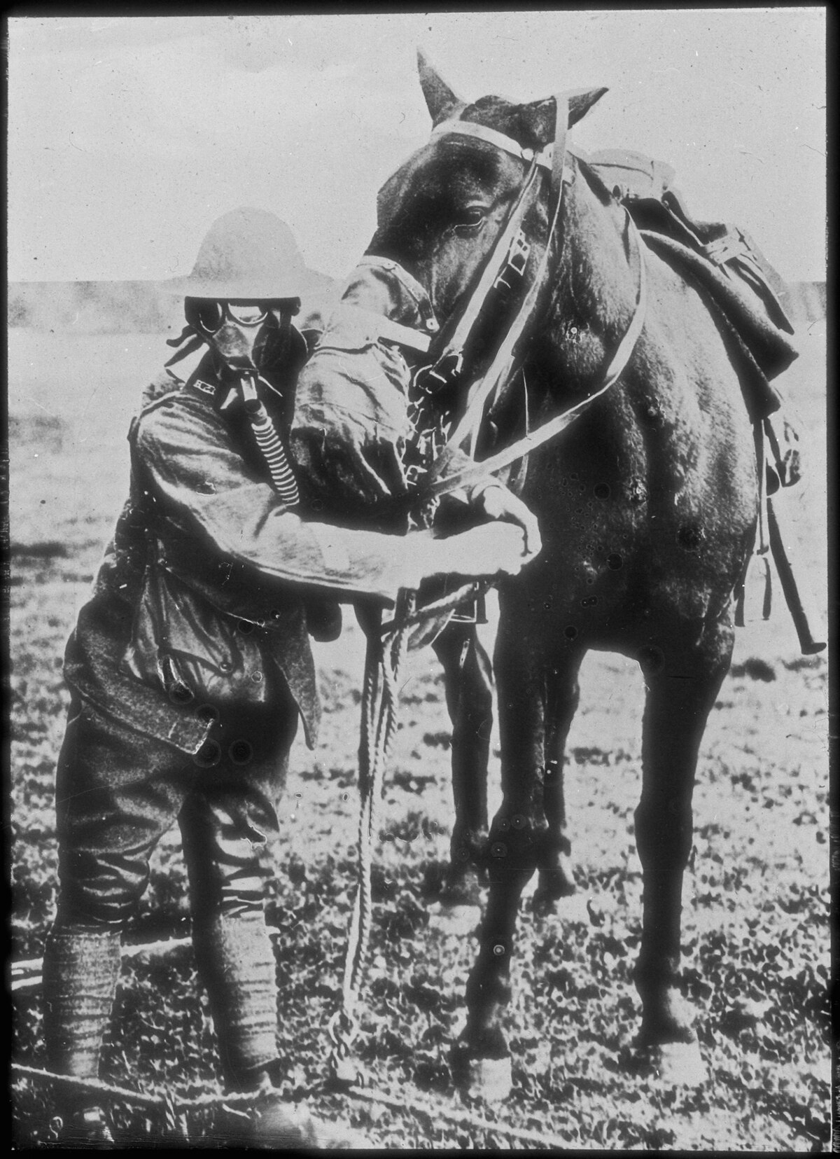 On The Hundredth Anniversary Of The Start Of World War I Remembering The Part Animals Played