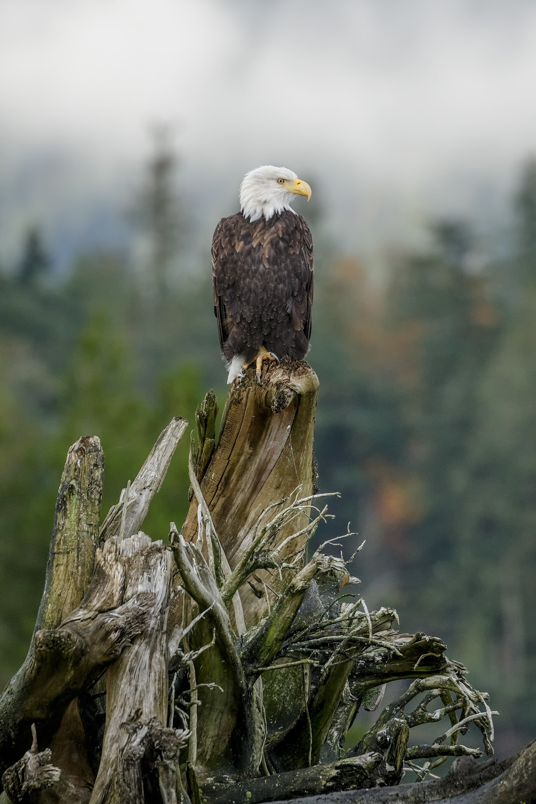 Charles Glatzer takes advantage of the crop factor on the EOS 7D Mark II to get even closer to wildlife.