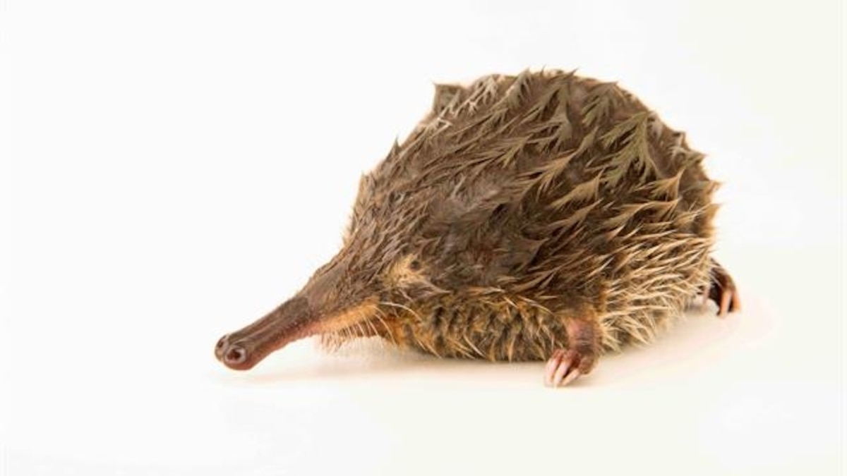 Pyrenean Desman is 8,000th Animal Added to Nat Geo Photo Ark