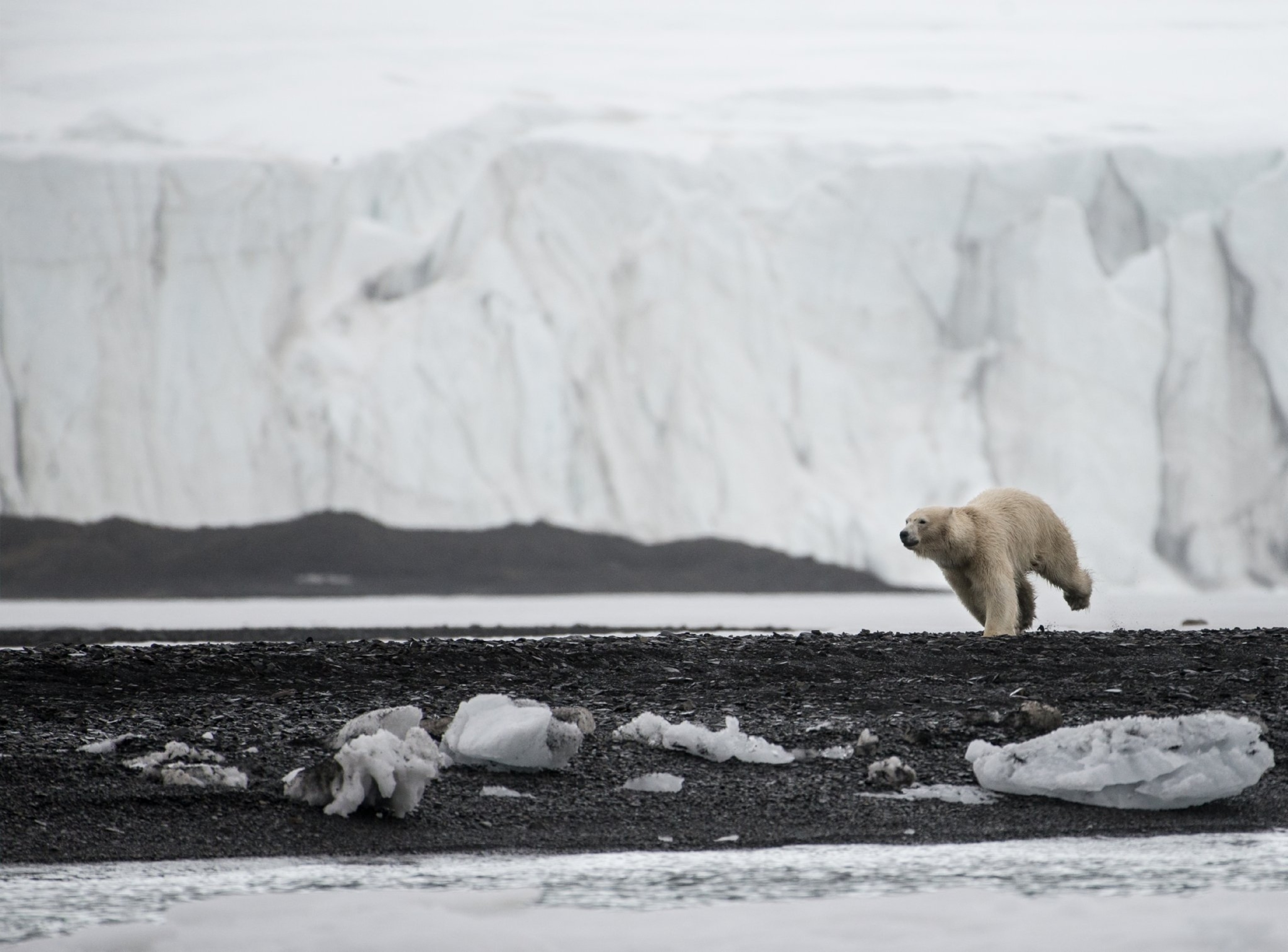 a running polar bear
