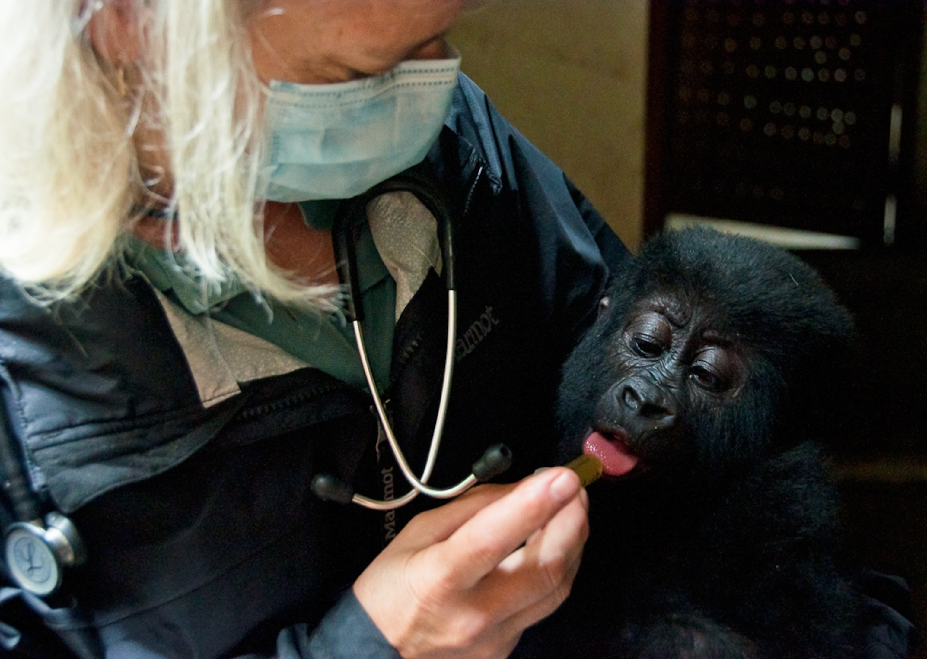 Baby gorilla picture: Shamavu with veterinarian after rescue from poachers near Virunga National Park, Congo