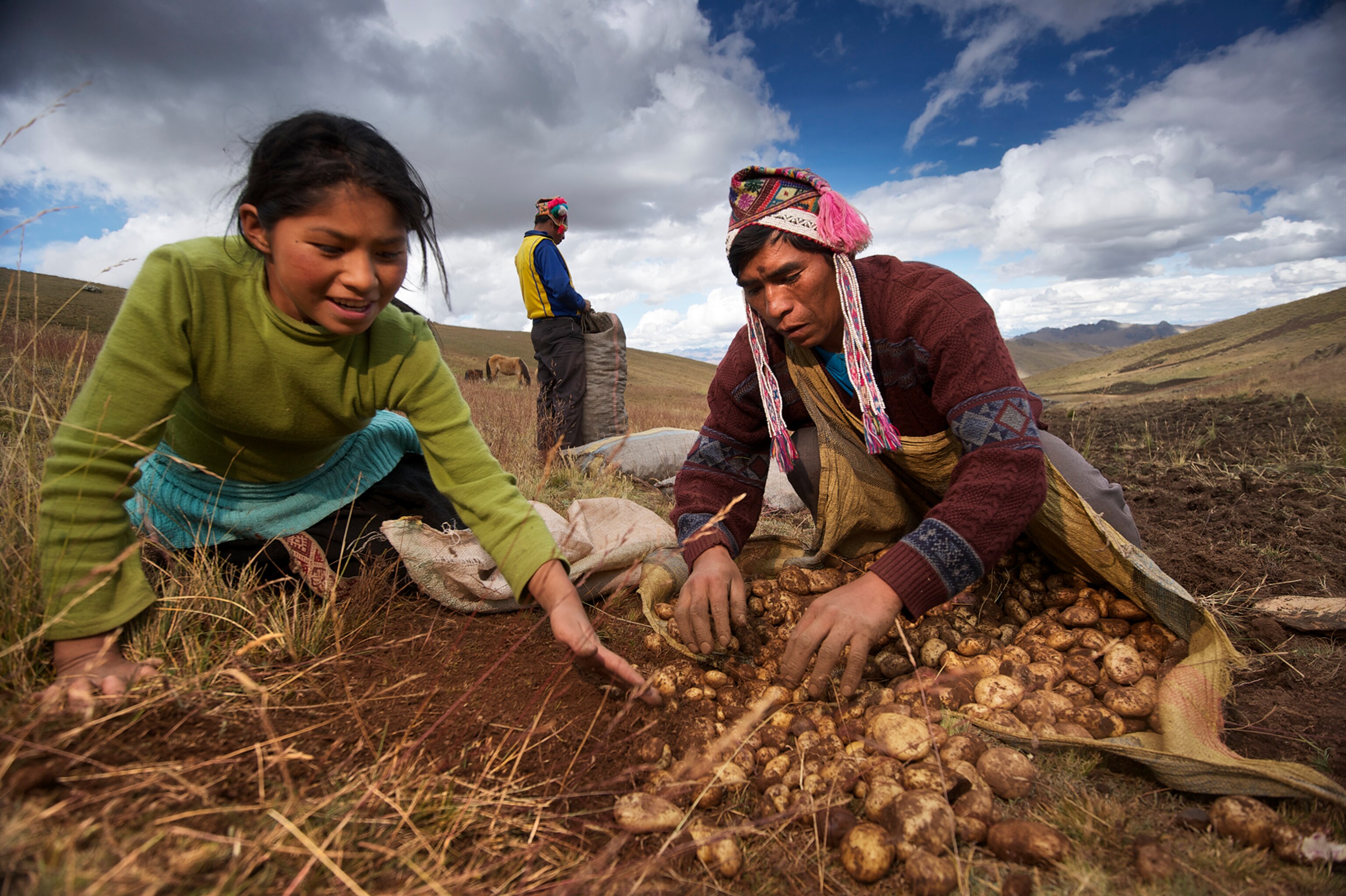 An aerial photo of a tractor harvesting wheat.