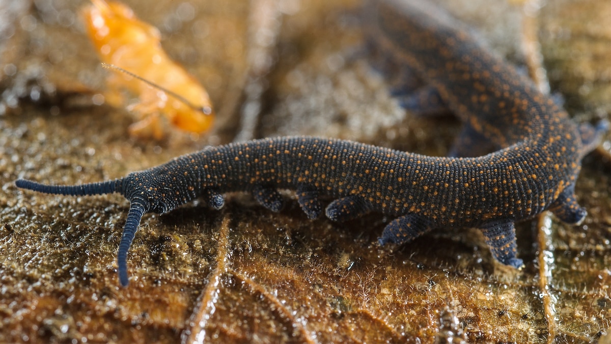 Watch Bizarre Velvet Worms Shoot Slime Jets—Now We Know How