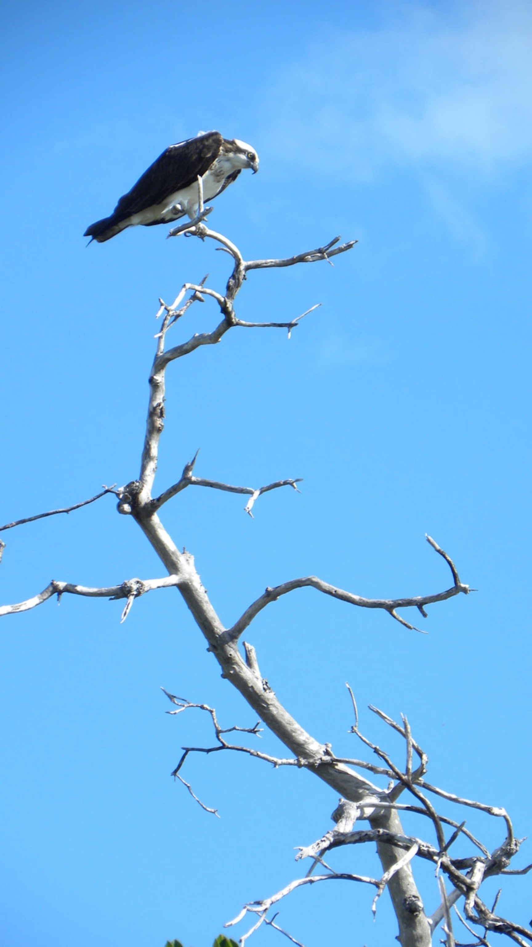 Osprey perching on one leg, because it can.