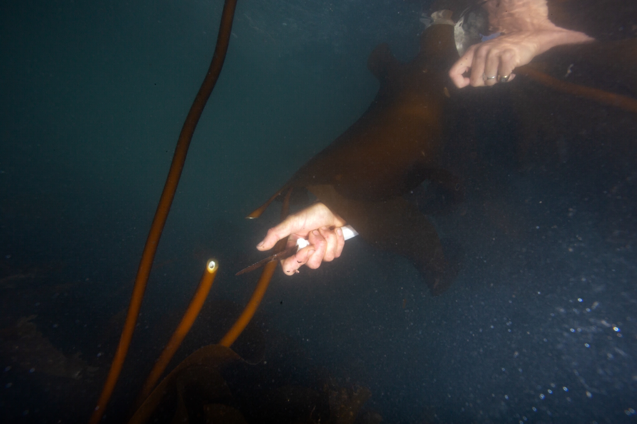 a woman's arm reaching into the water to cut the stem of a piece of seaweed