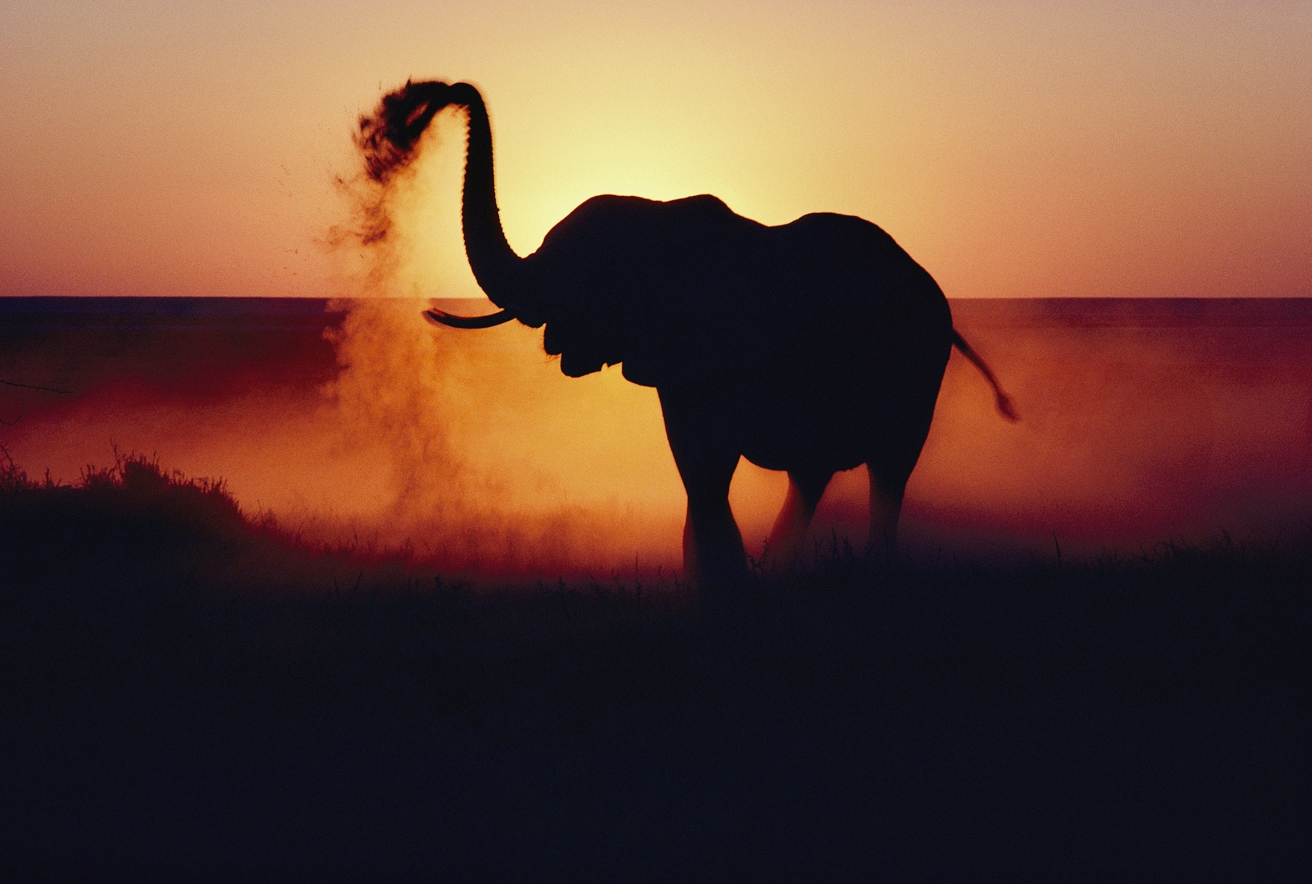 An elephant tosses dust on its hide as protection against the African sun on the flats of the Etosha Pan, a prehistoric lake bed in Etosha National Park - Photograph by Annie Griffiths, National Geographic Creative