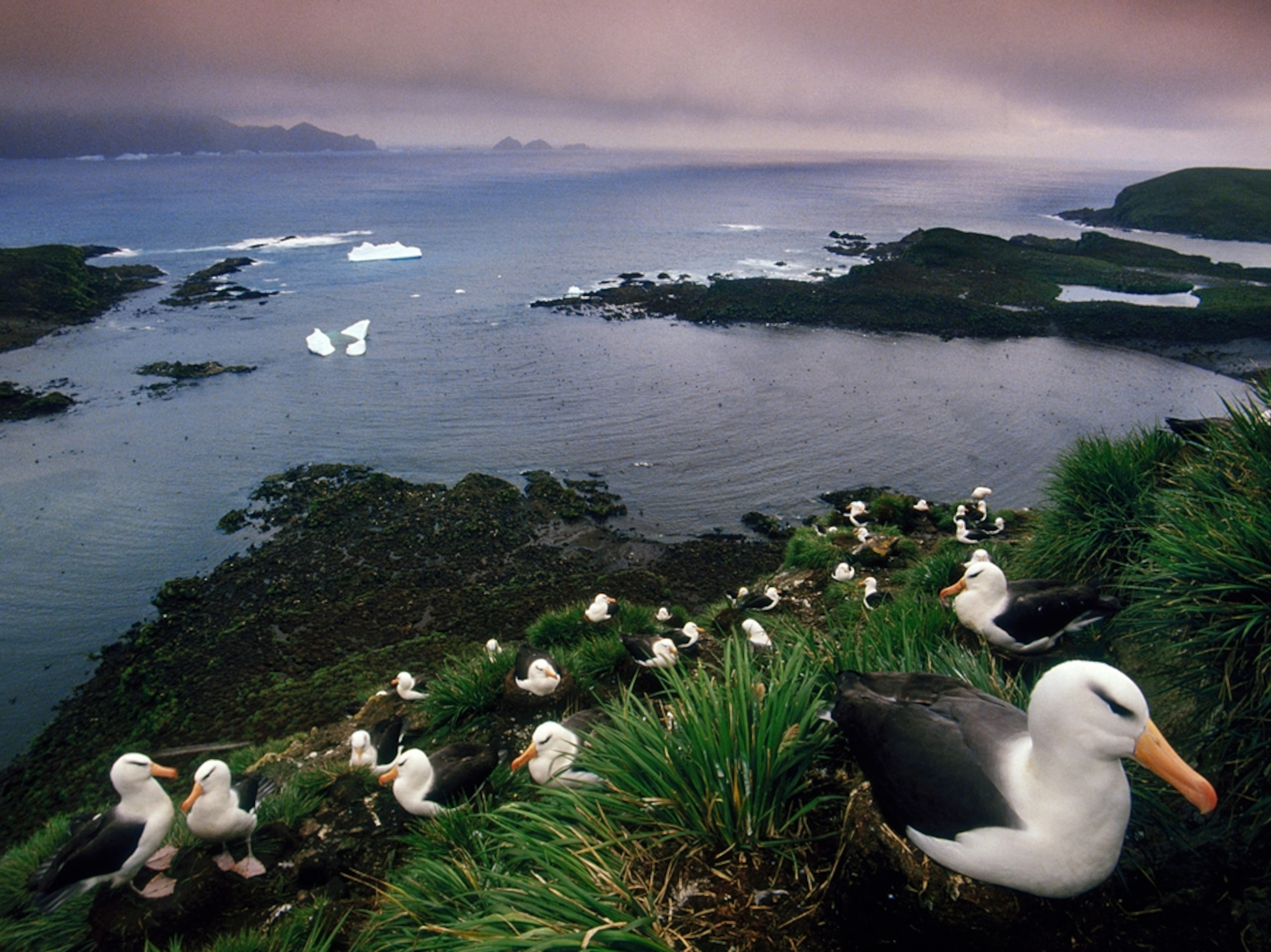 albatross colony on South Georgia Island
