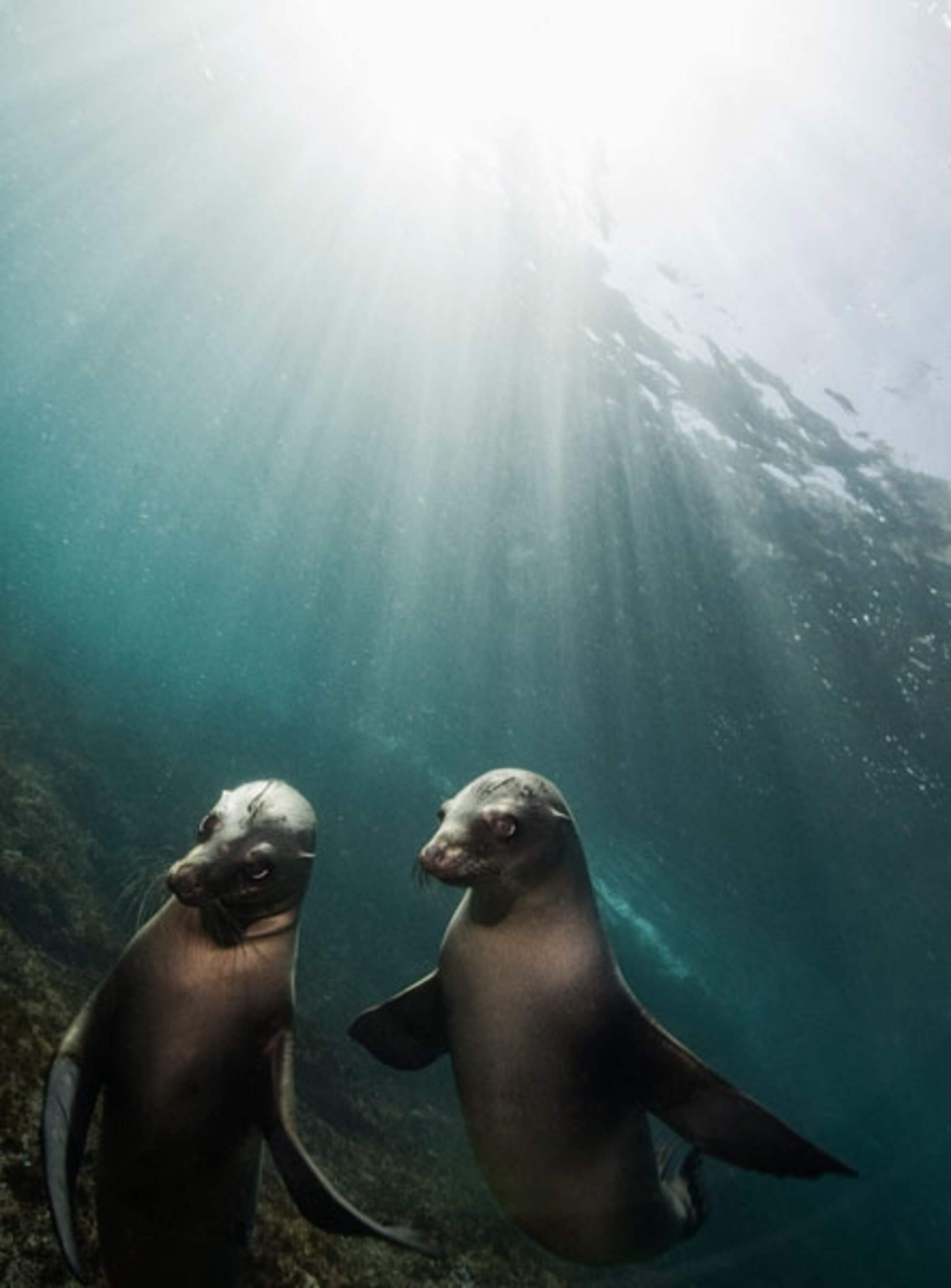 A group of sea lions gathers while diving near the coast of Santa Barbara Island