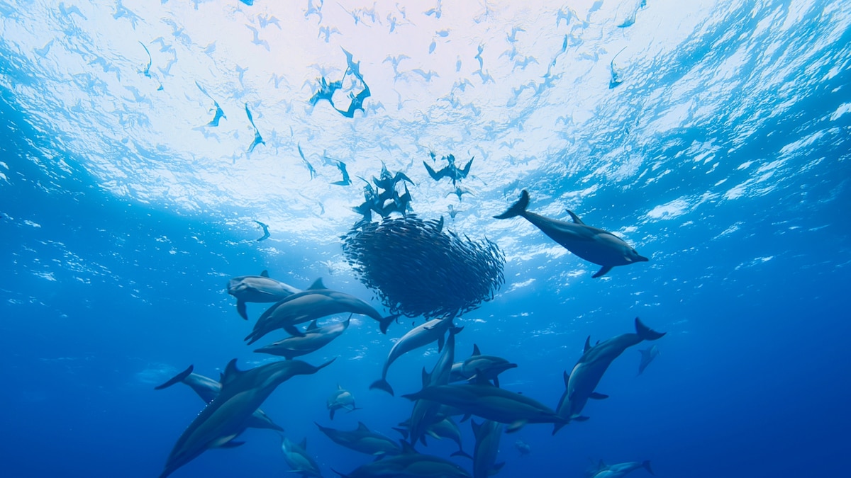 A feast for the eyes—and for dolphins. Here's the wondrous way bait balls  form. | National Geographic