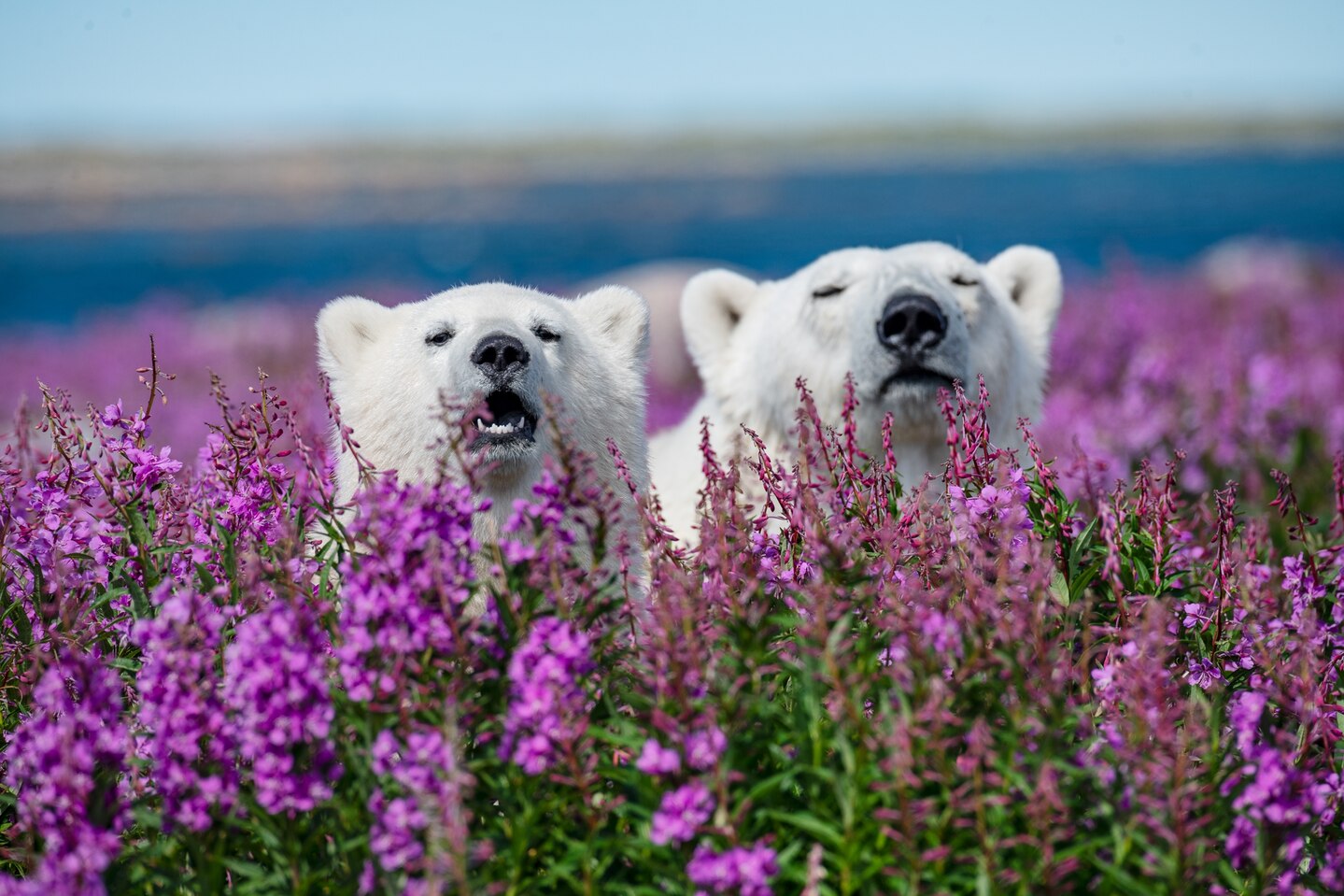 Beans and Aurora poke their heads above the blooming fireweed. Summer in the Arctic is vividly colorful.