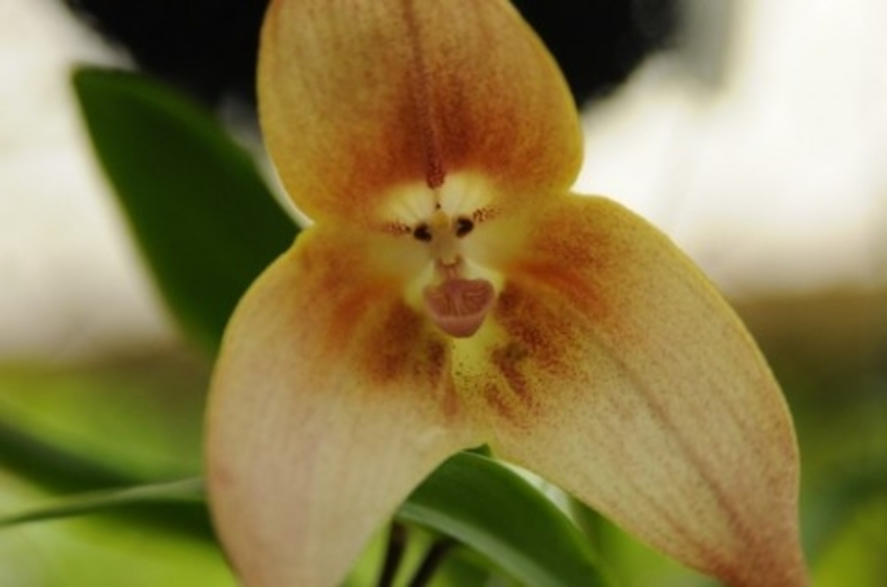 Monkey Faces Orchid.jpg