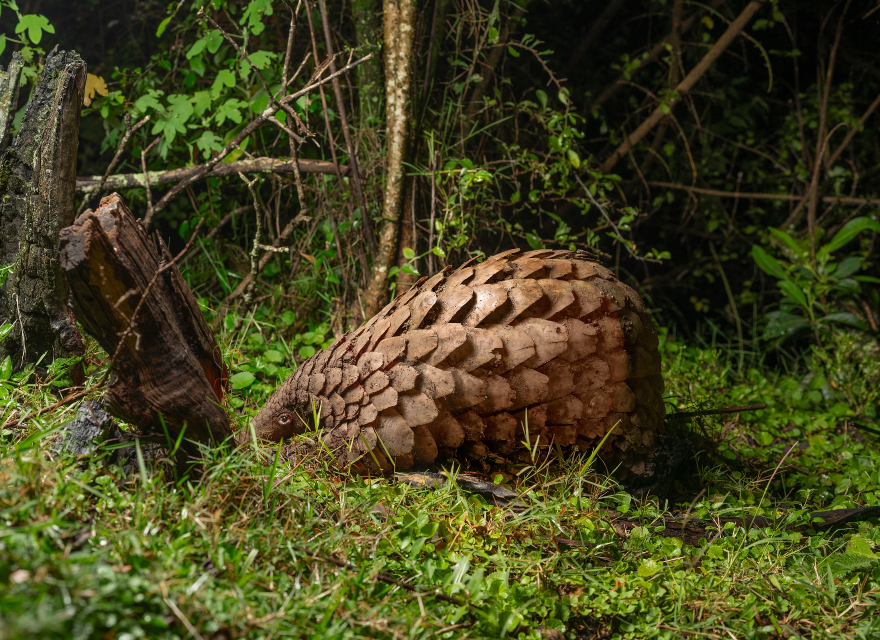 A large pangolin walks on the grass as it approaches a tree at night