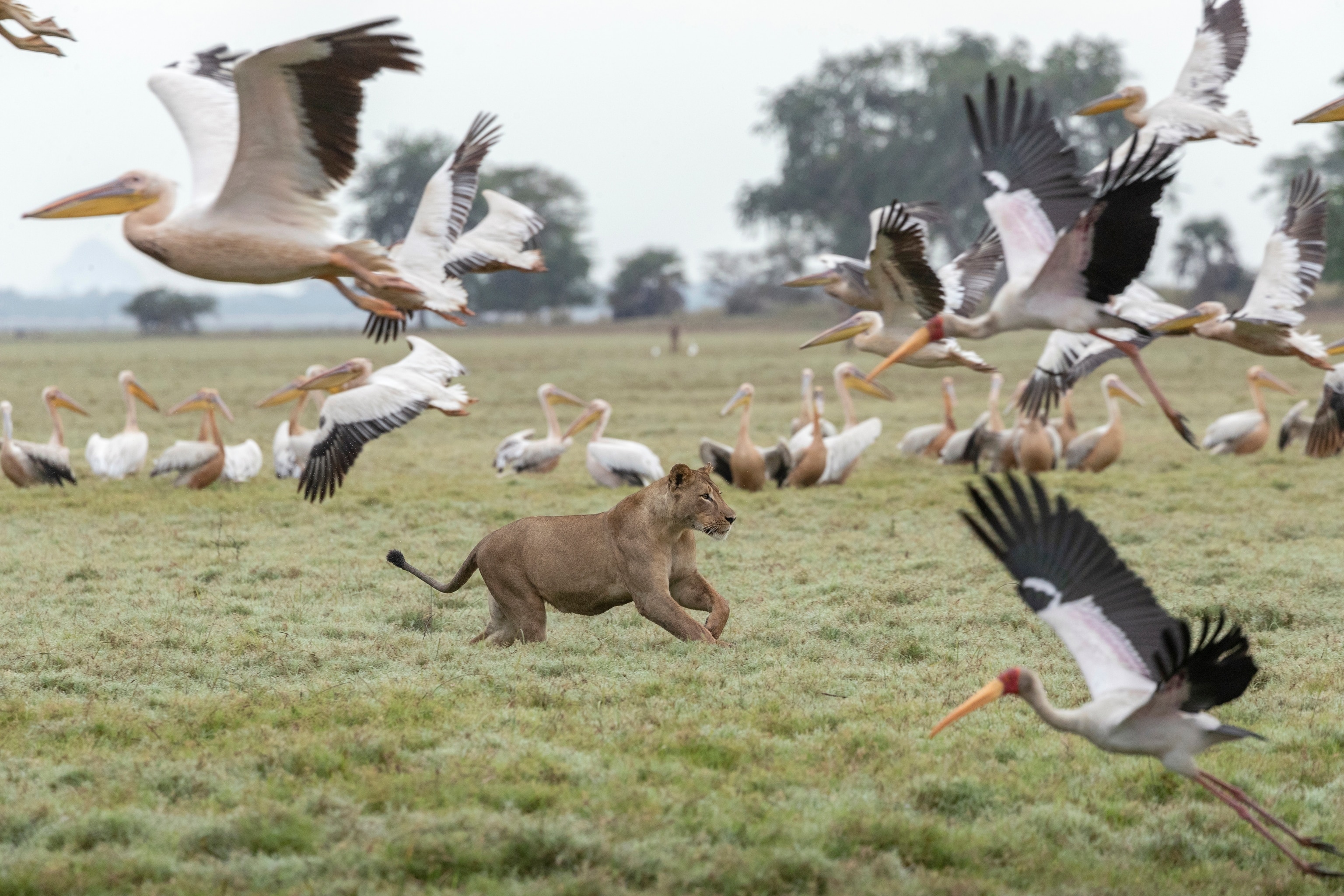 A lion sub runs in a field of birds