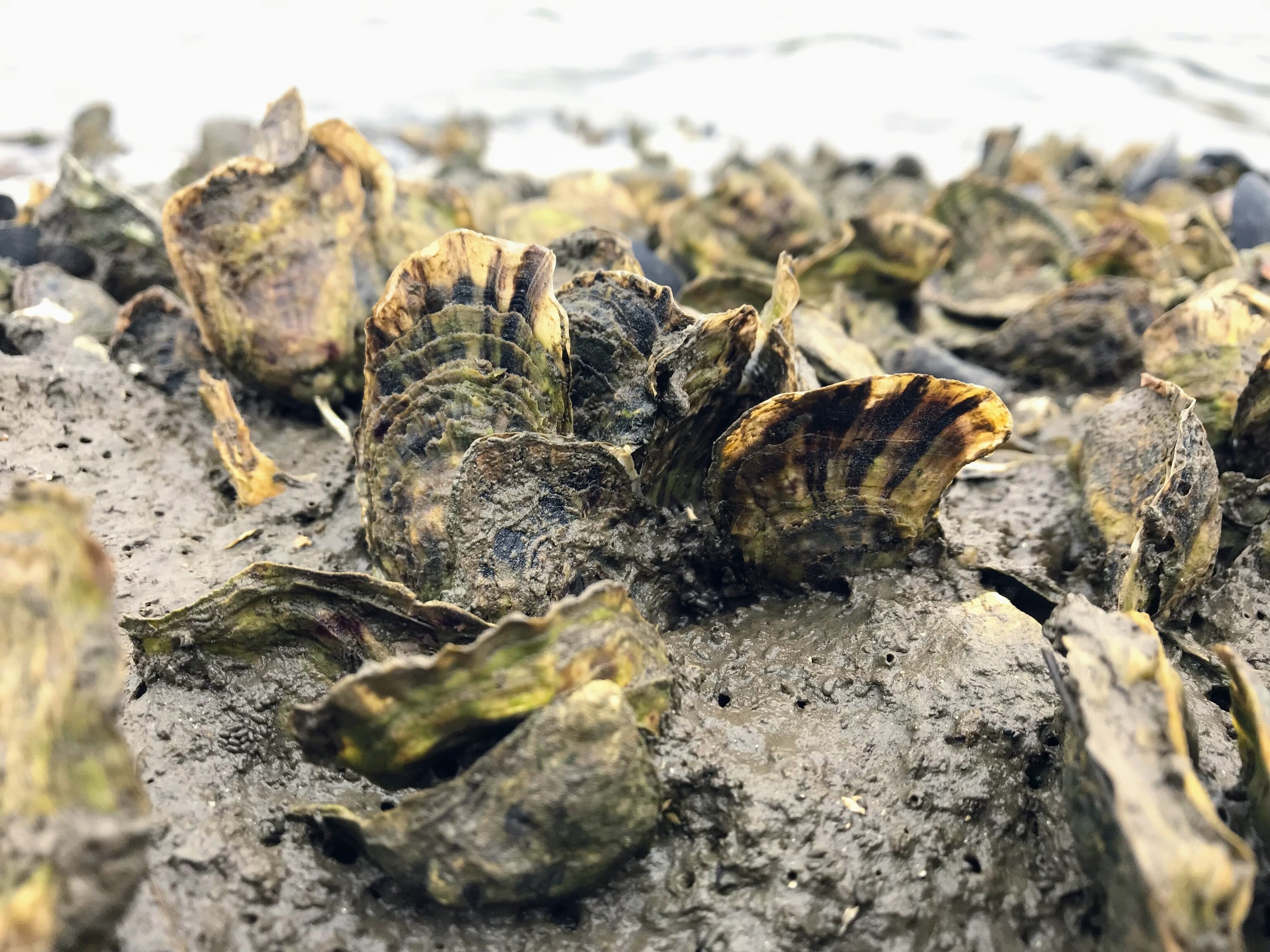 Oysters in Morro Bay, California.