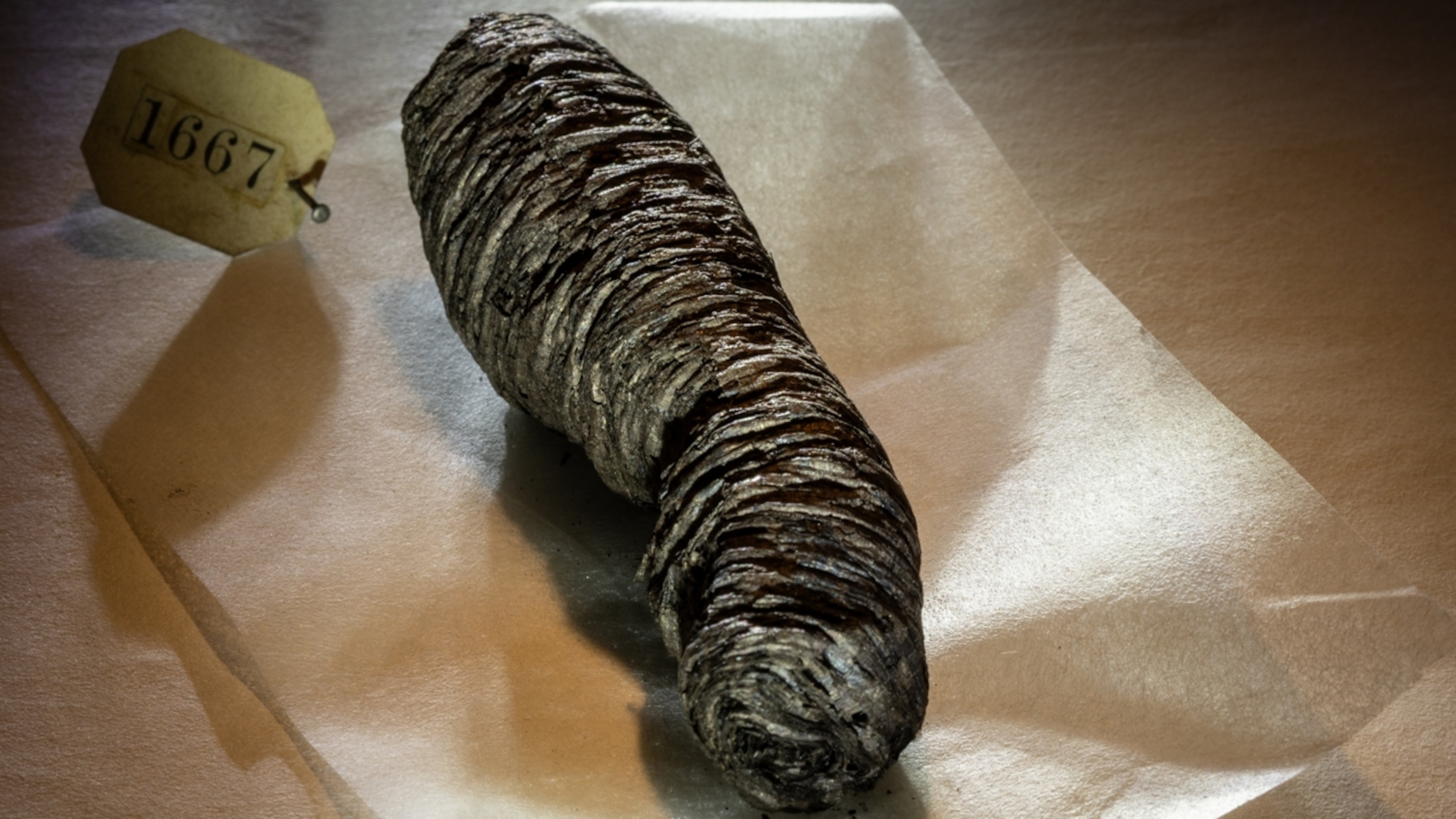 Inside the stunning recovery of the lost Herculaneum Scrolls