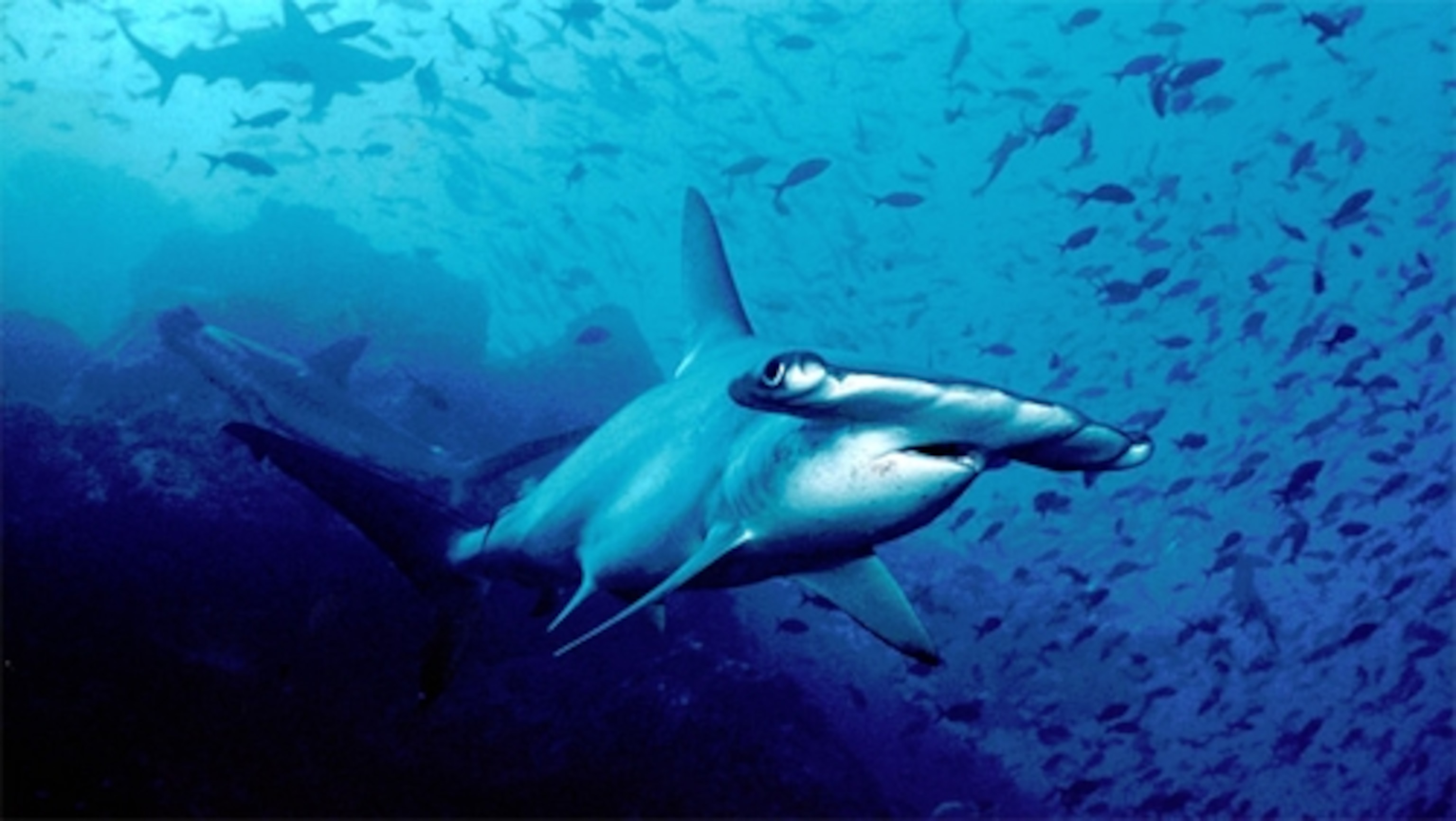 Credit: Barry Peters