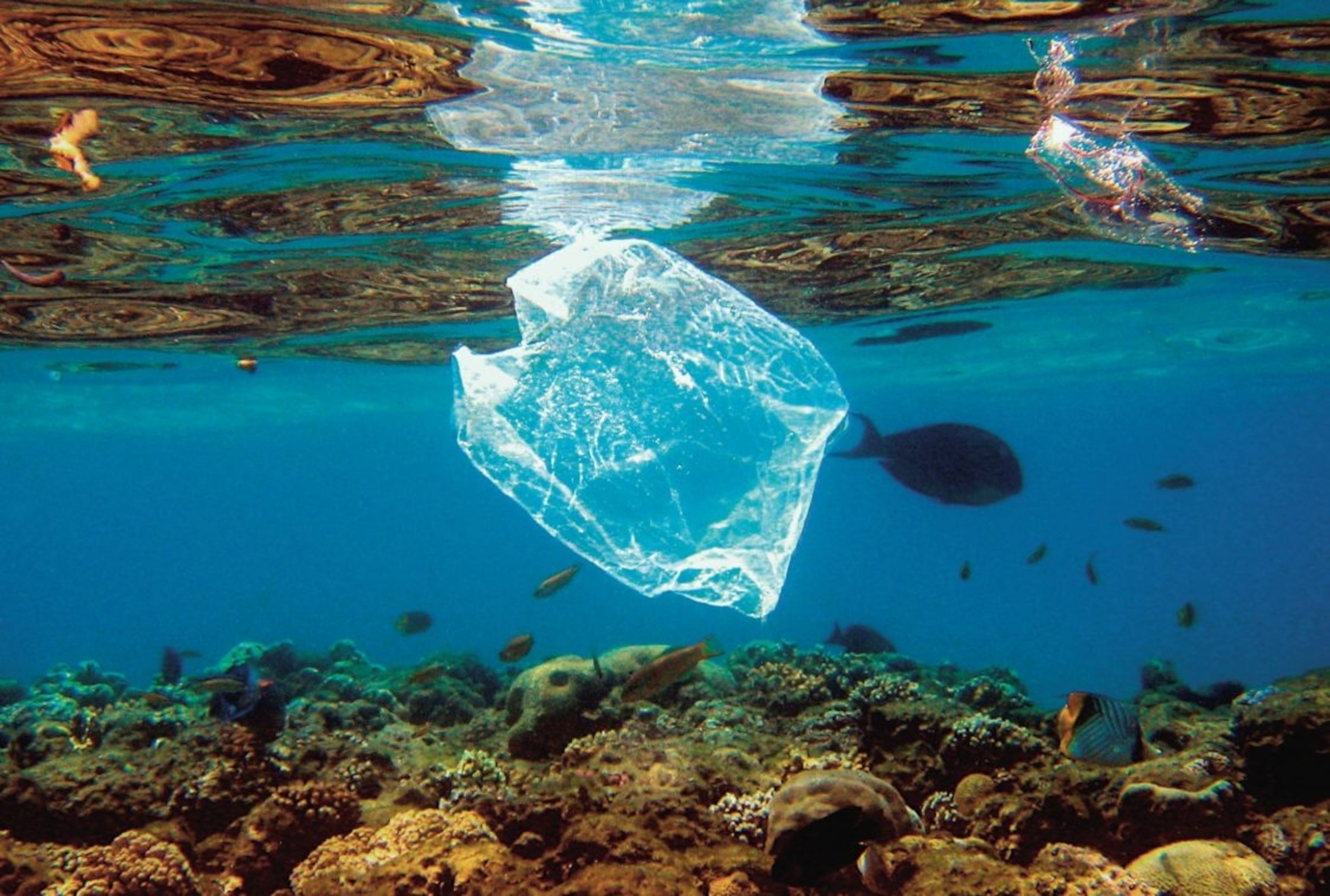 a plastic bag floating in the ocean