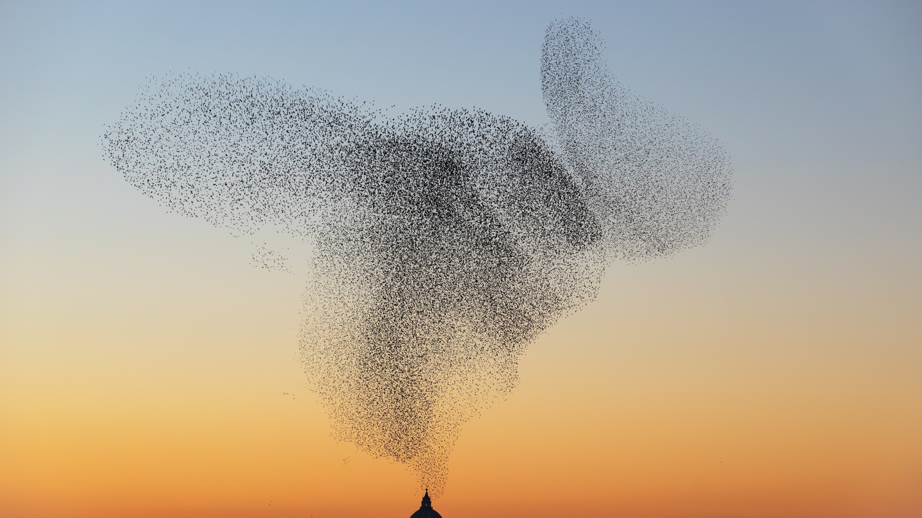 What are birds doing when they fly in swarms? Scientists may now know.