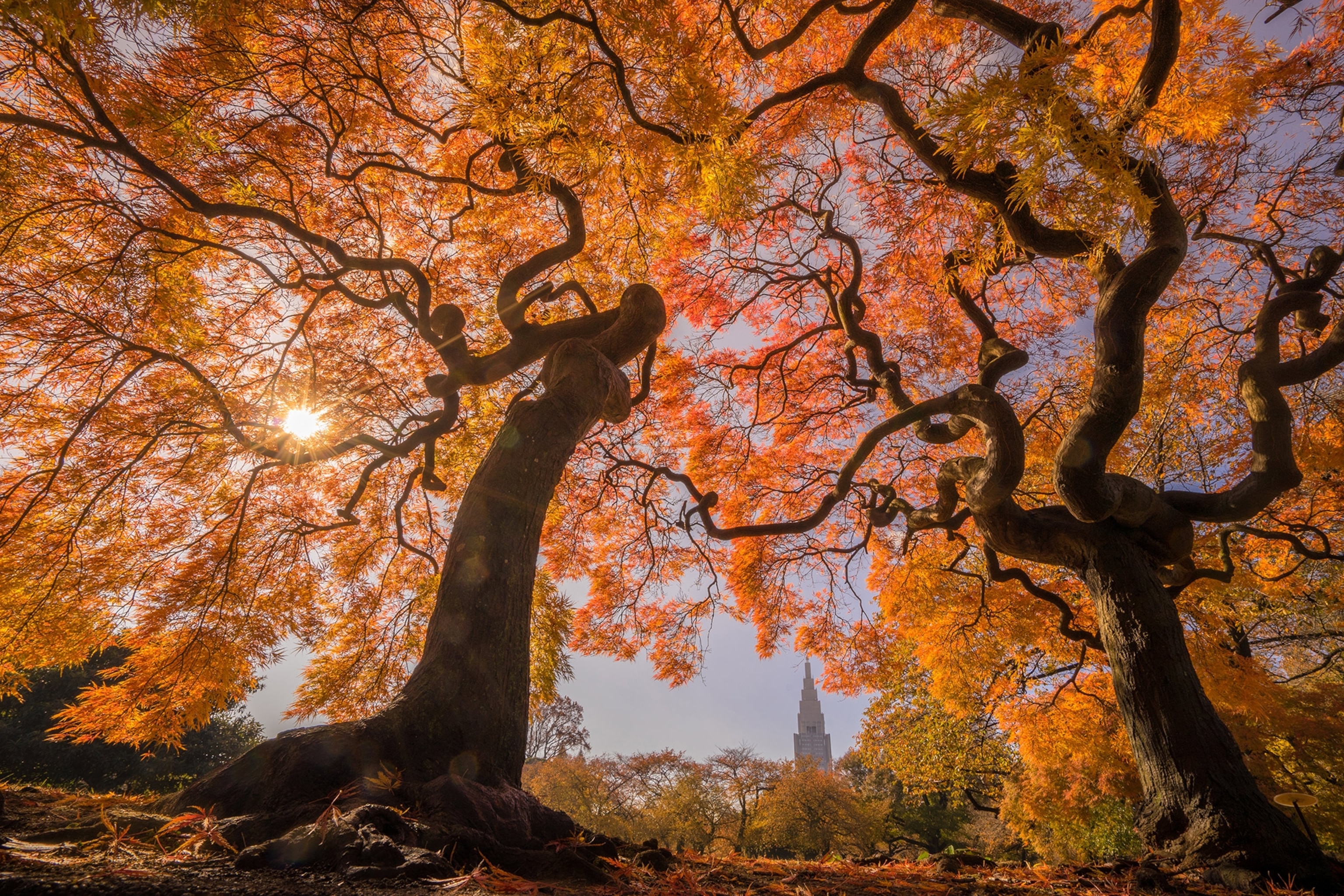 two Japanese maple trees Shinjuku City in Tokyo
