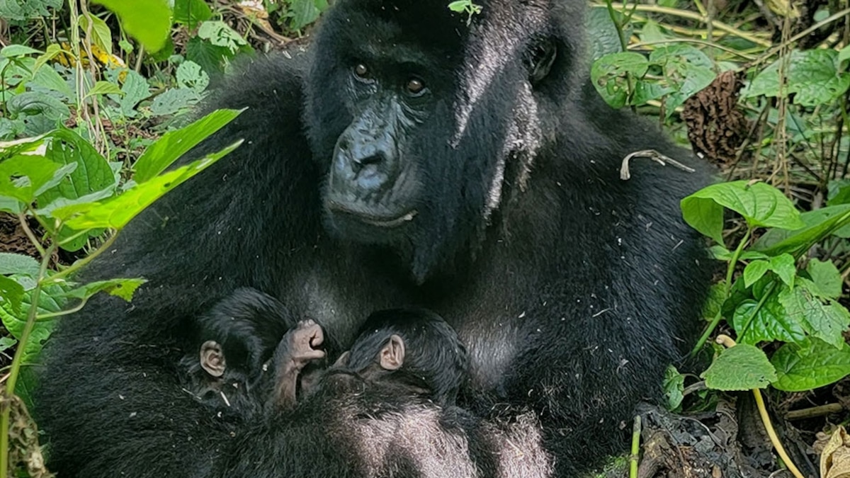 The twins were born to a 22-year-old female named Mafuko, who lost her own mother to armed individuals. The extremely endangered species currently numbers at just over 1,000.