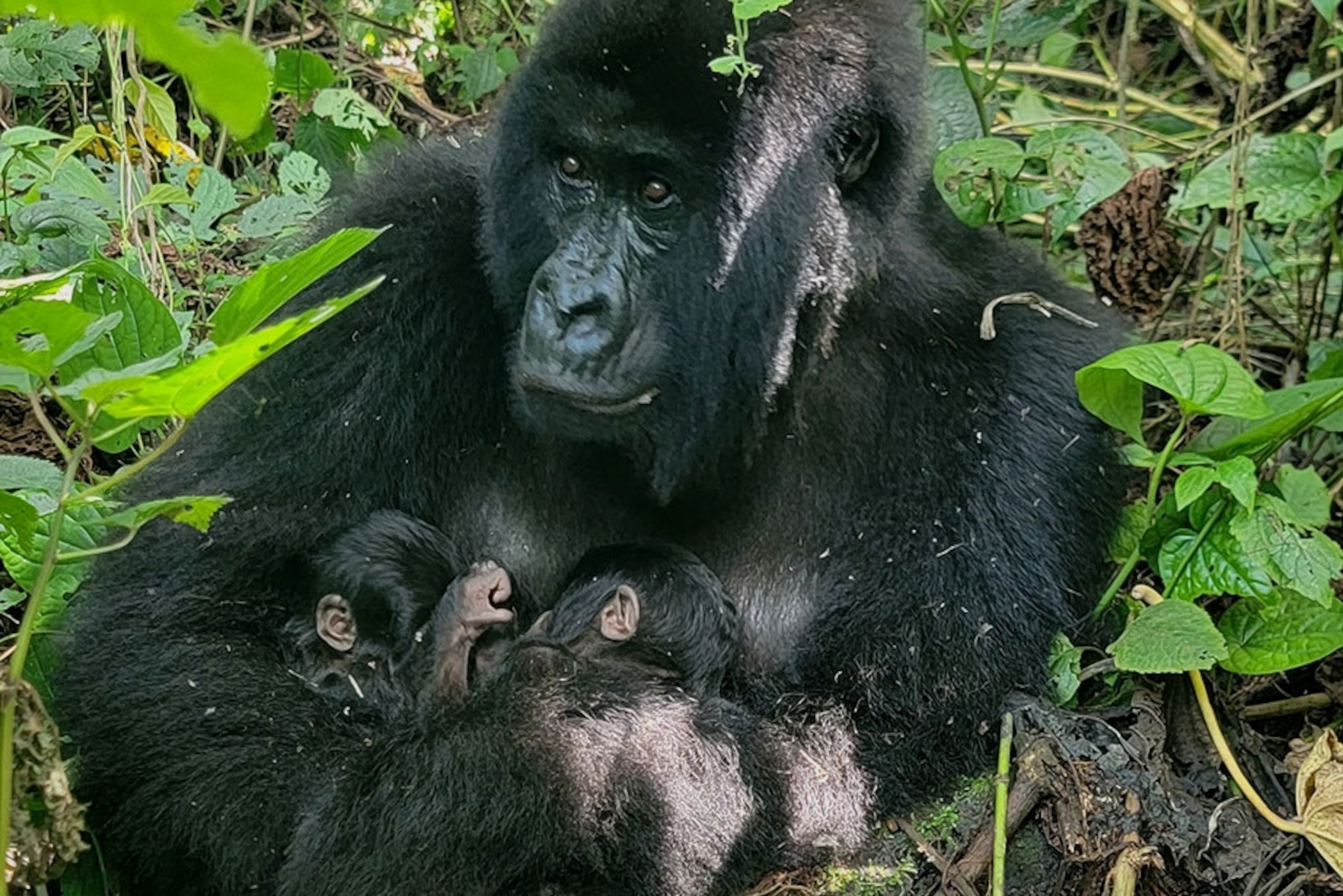 Mystery at Dallas Zoo: 2 monkeys taken from zoo after leopard escape, dead  vulture, image size:3072x2049