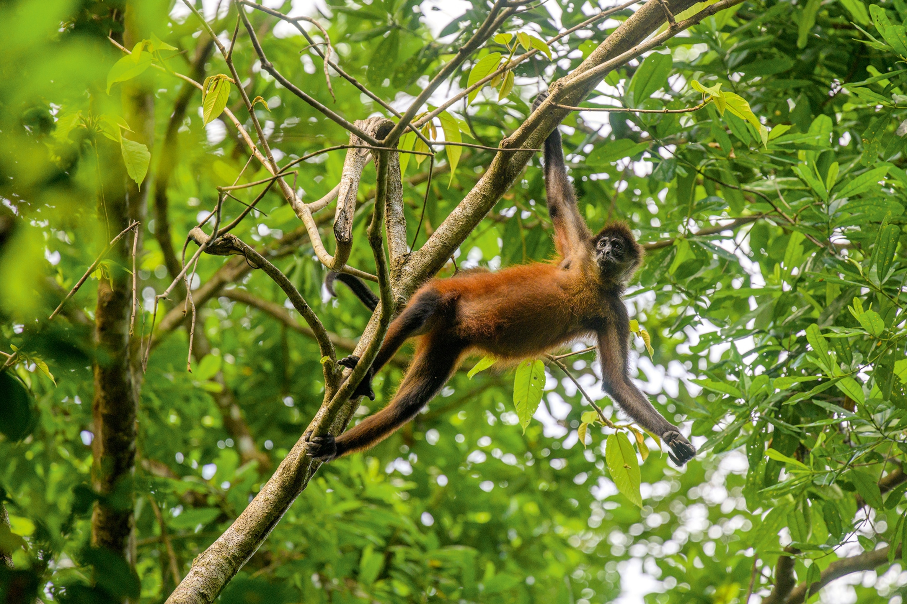 A skinny monkey dangling high up in jungle trees.