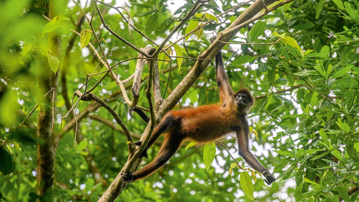 What it’s like to spend a night in a Costa Rican jungle