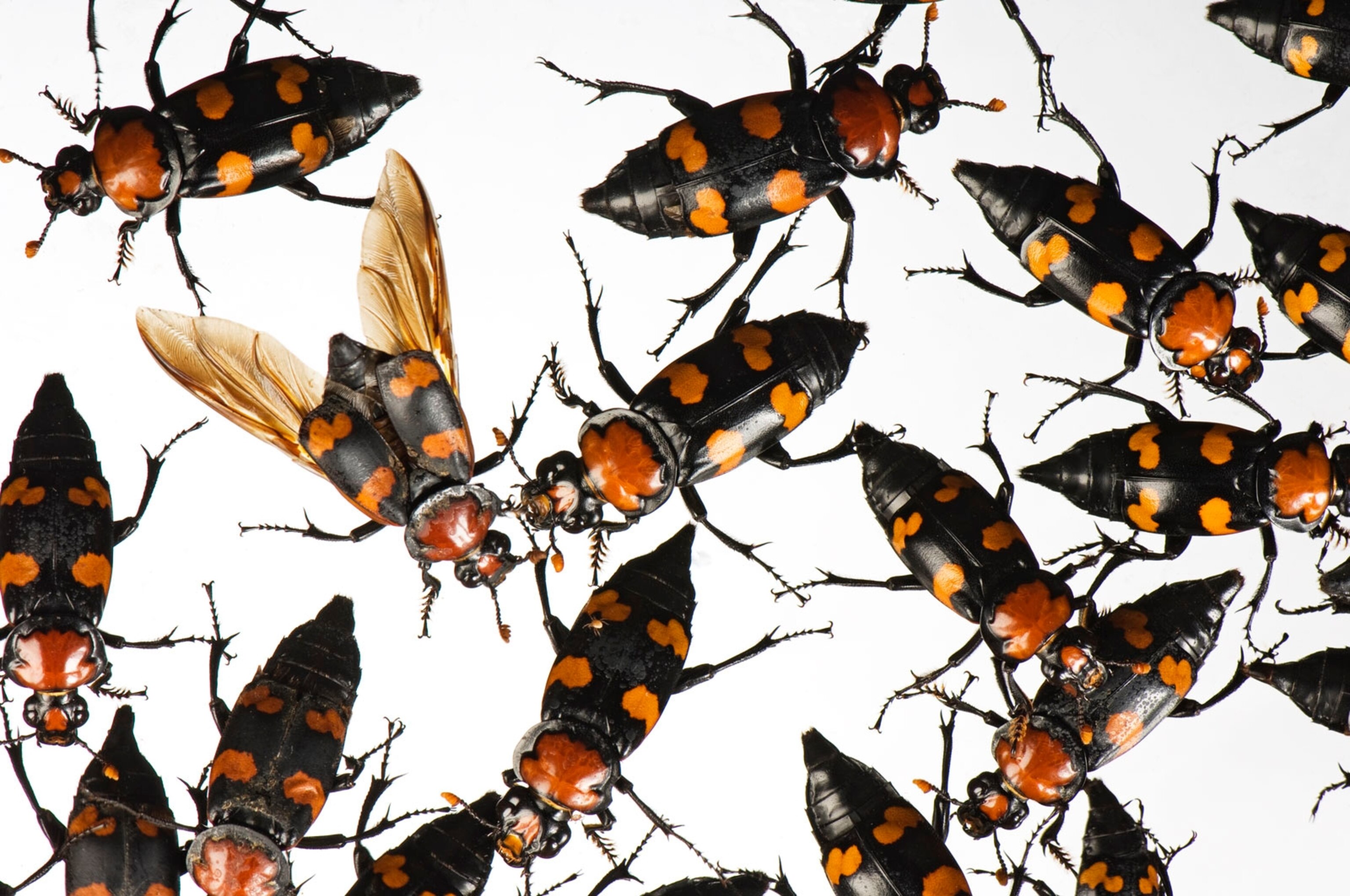 American burying beetles