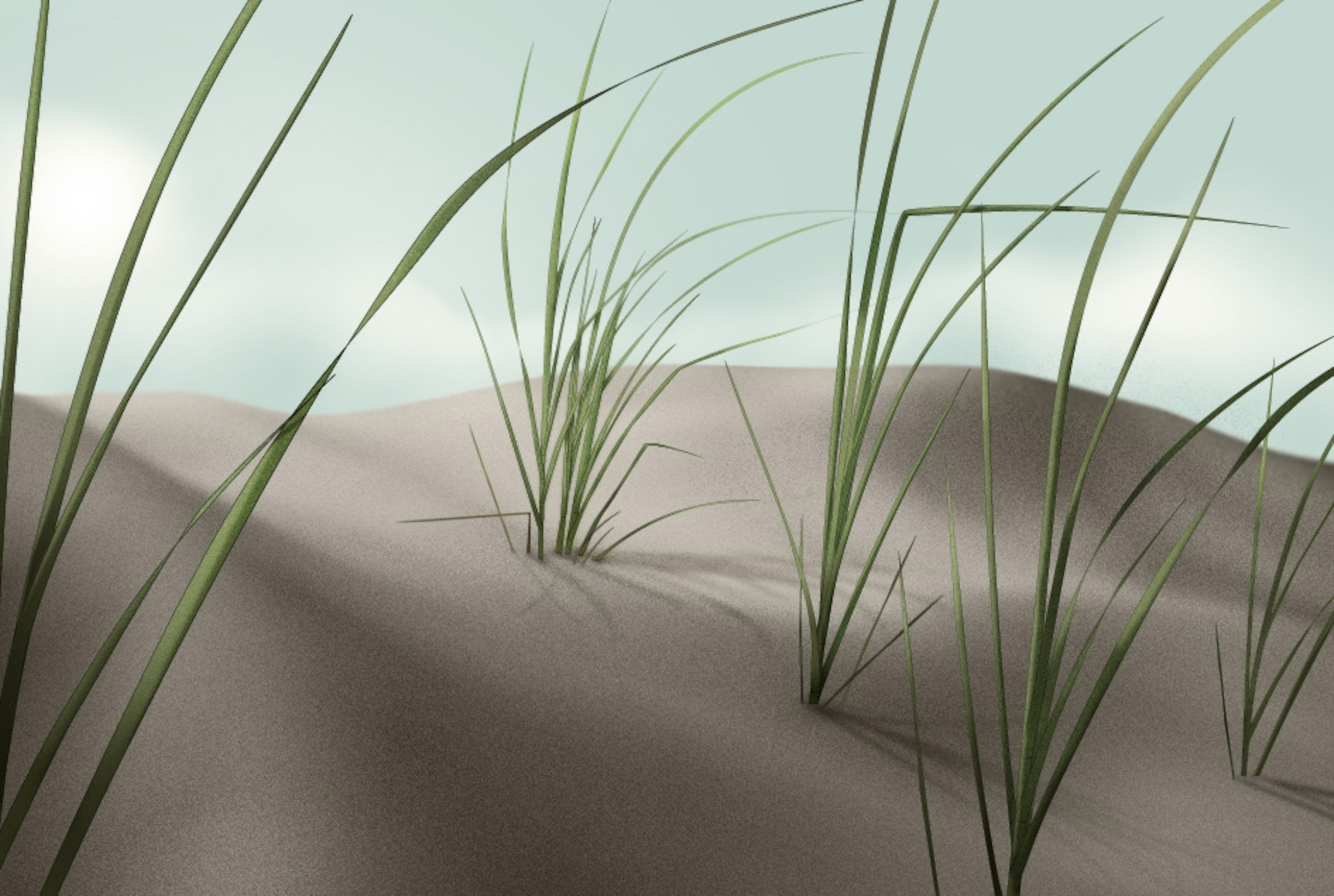 American beach grass