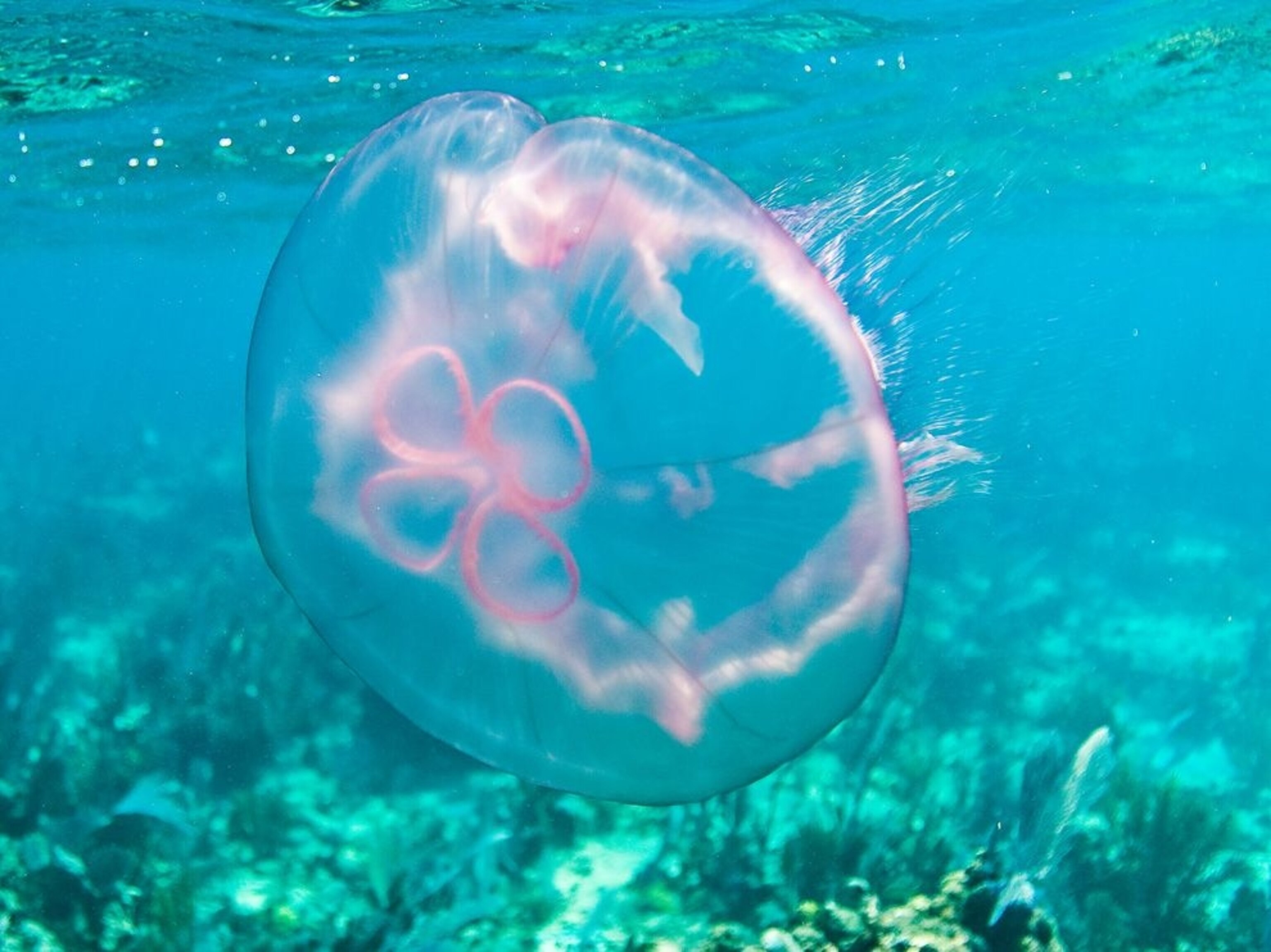 Moon Jellyfish
