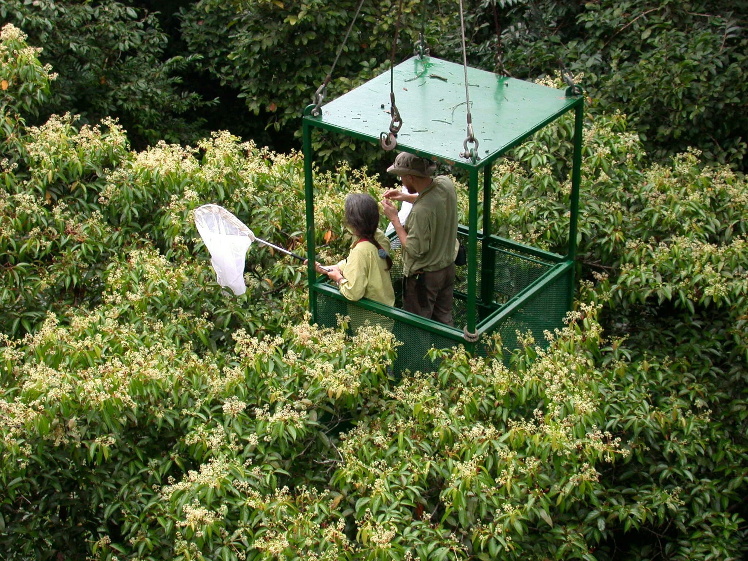 Panama insect picture: scientists in a gondola using nets to capture insects