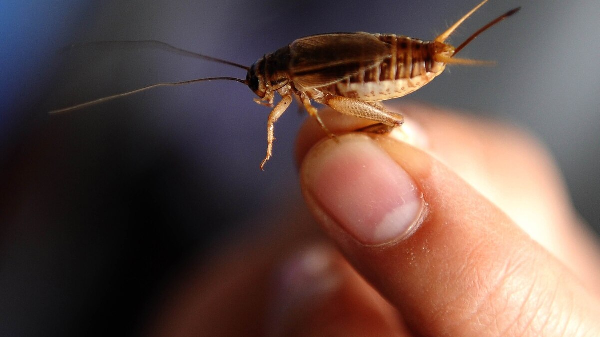 How the Cricket Crunches Depends on Its Diet