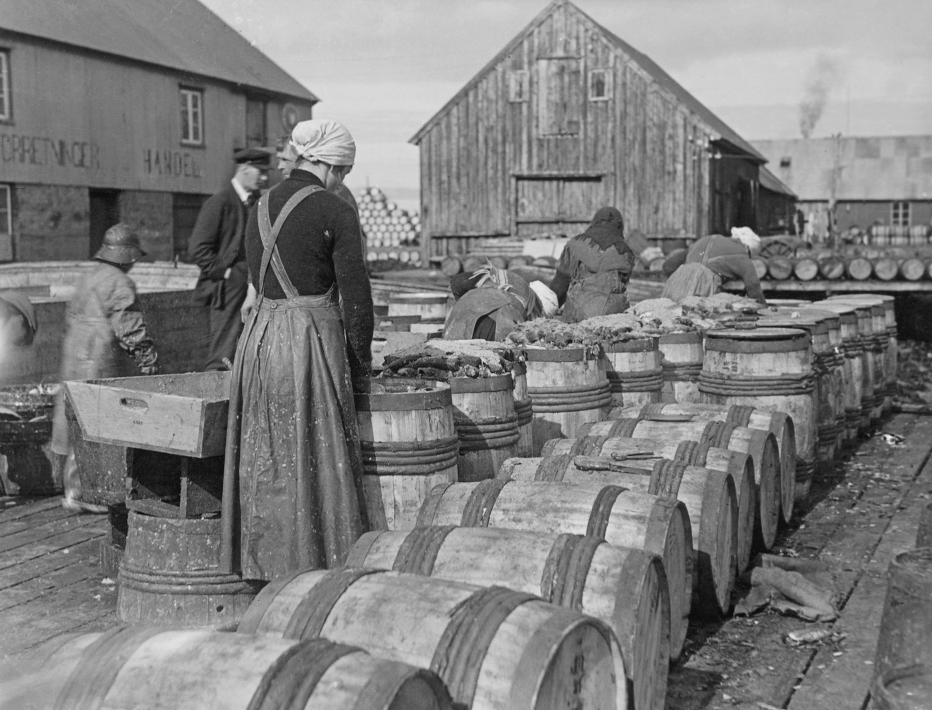 herring harvest in Iceland