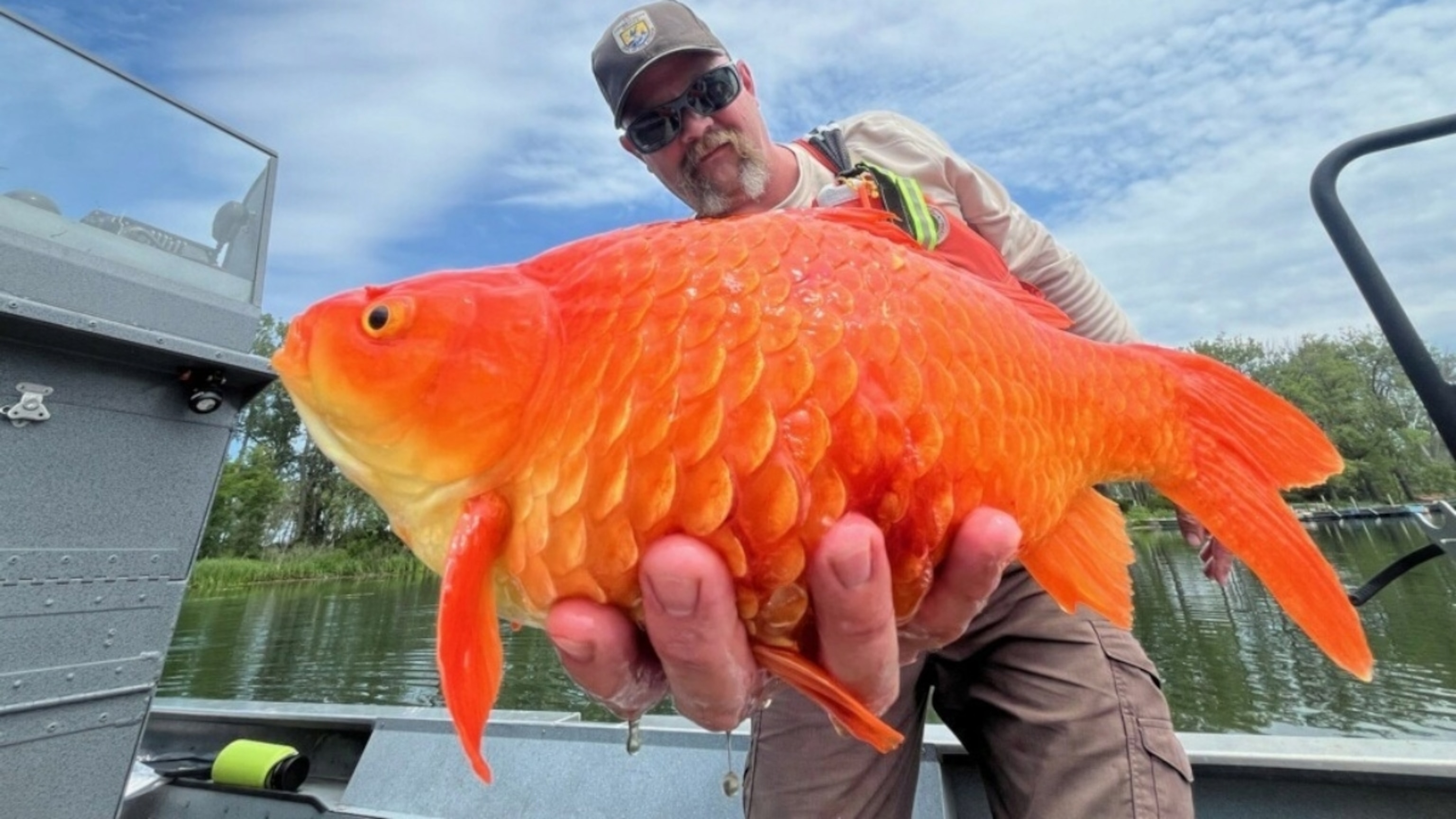 How this ‘Megalodon’ goldfish got so huge