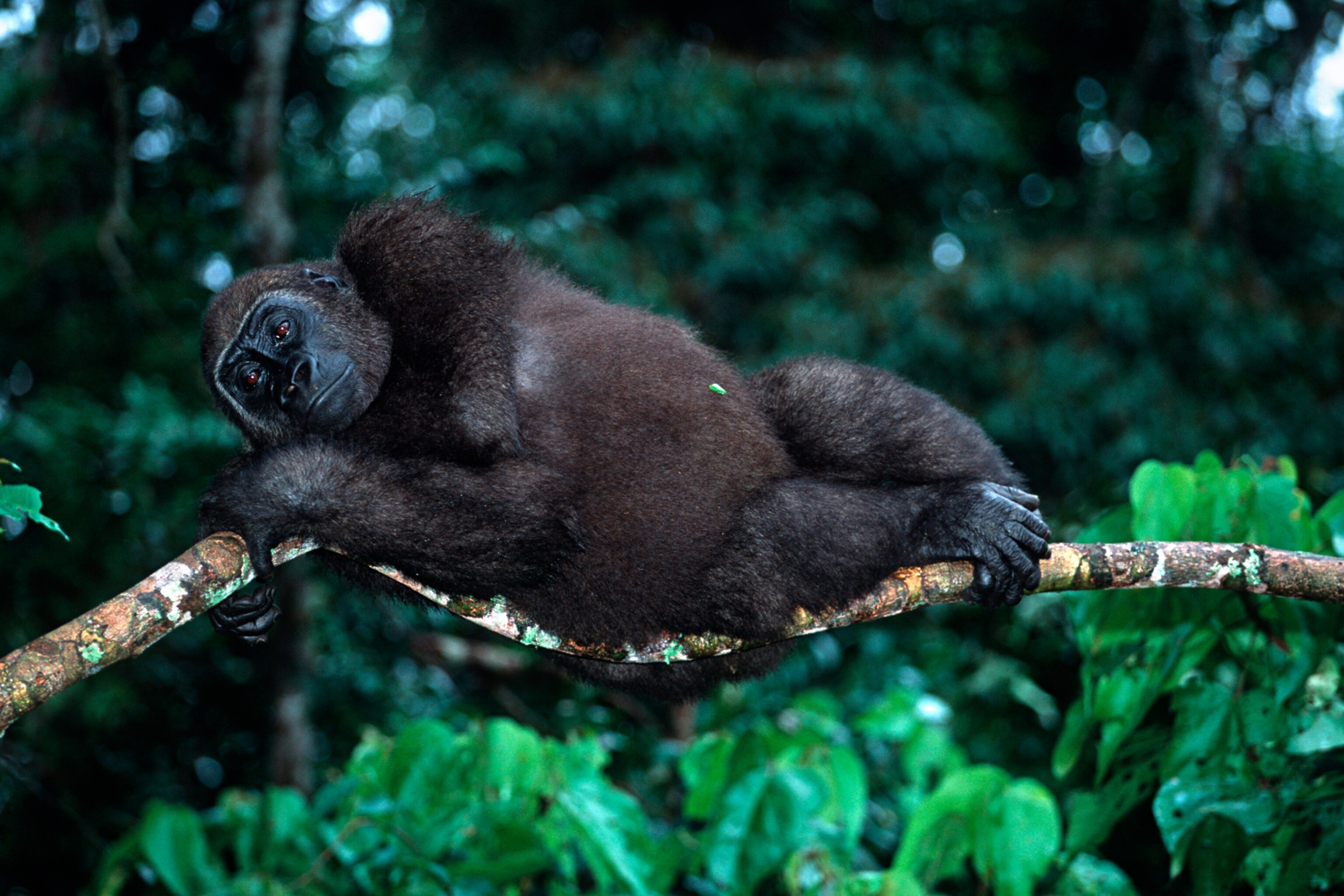 Lowland gorilla laying on a tree branch in africa