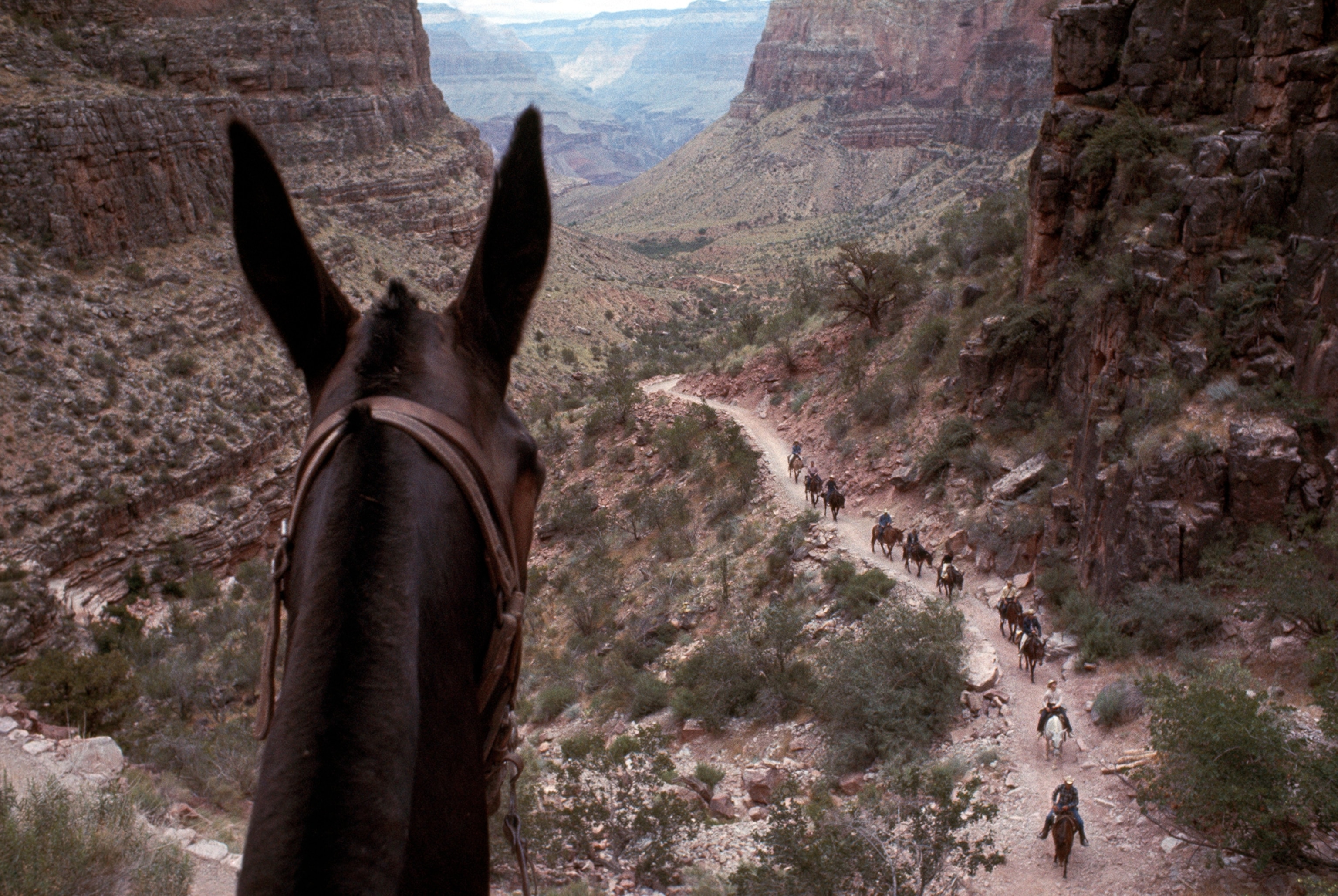 A tourist mule caravan climbs up to Grand Canyon's South Rim.