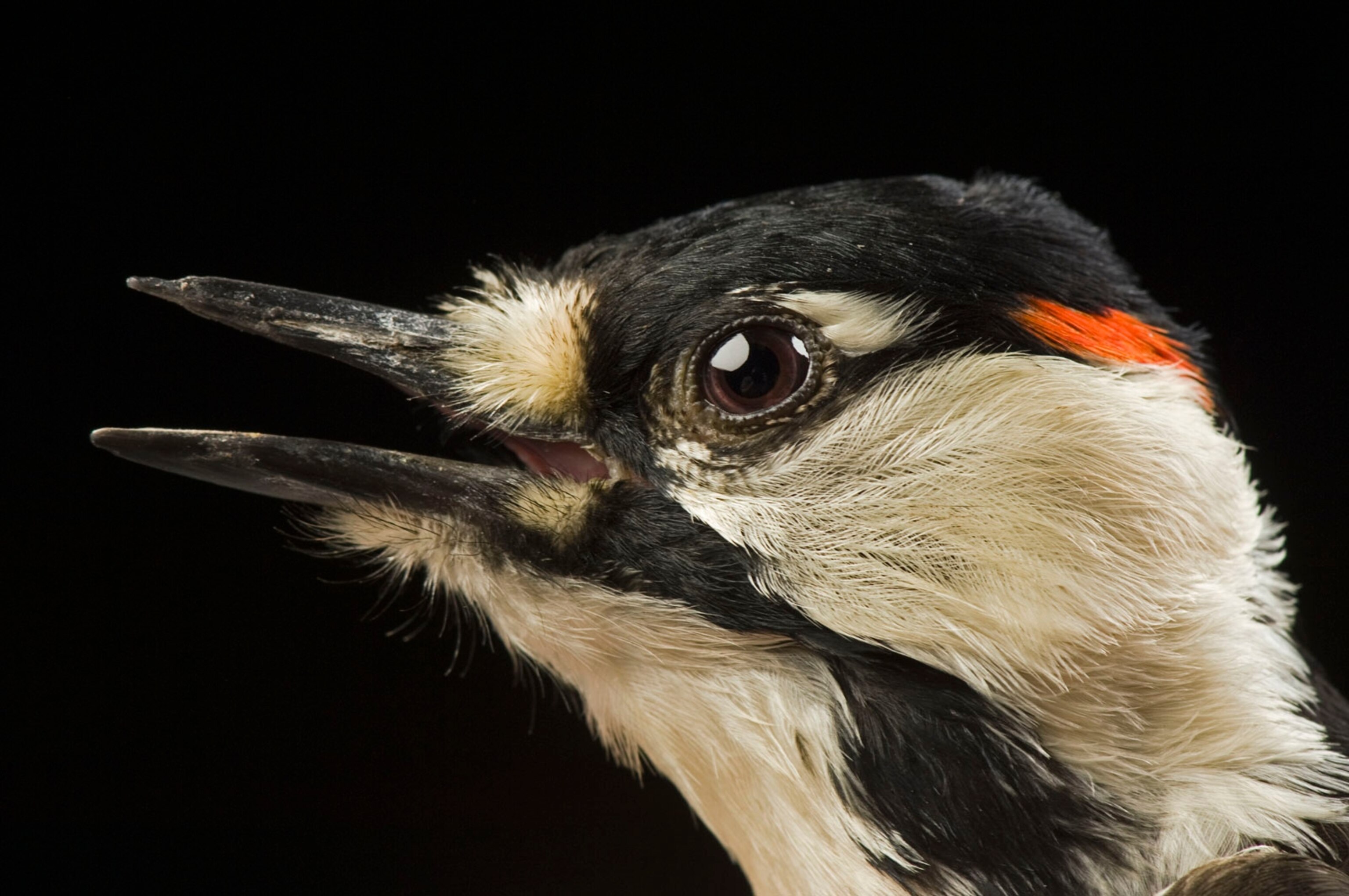 a red-cockaded woodpecker