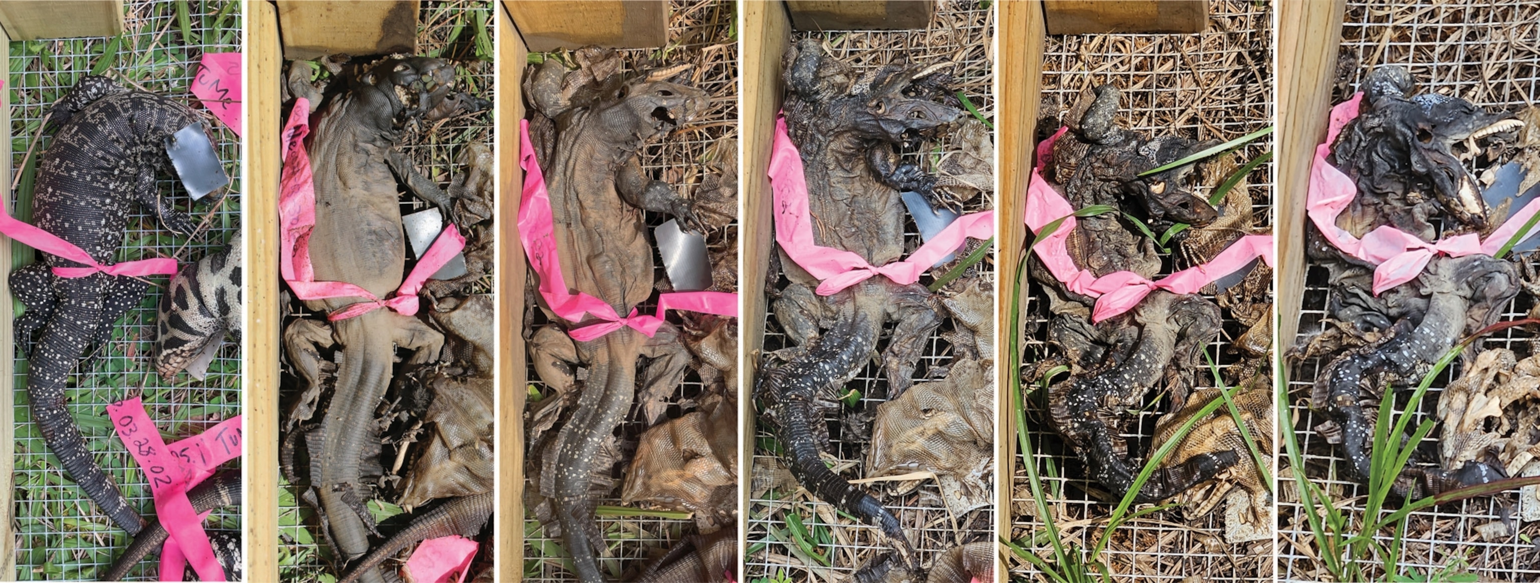 A series of 6 images showing a lizard body decomposing over time. By the last frame, the lizard's head and neck have bent backwards