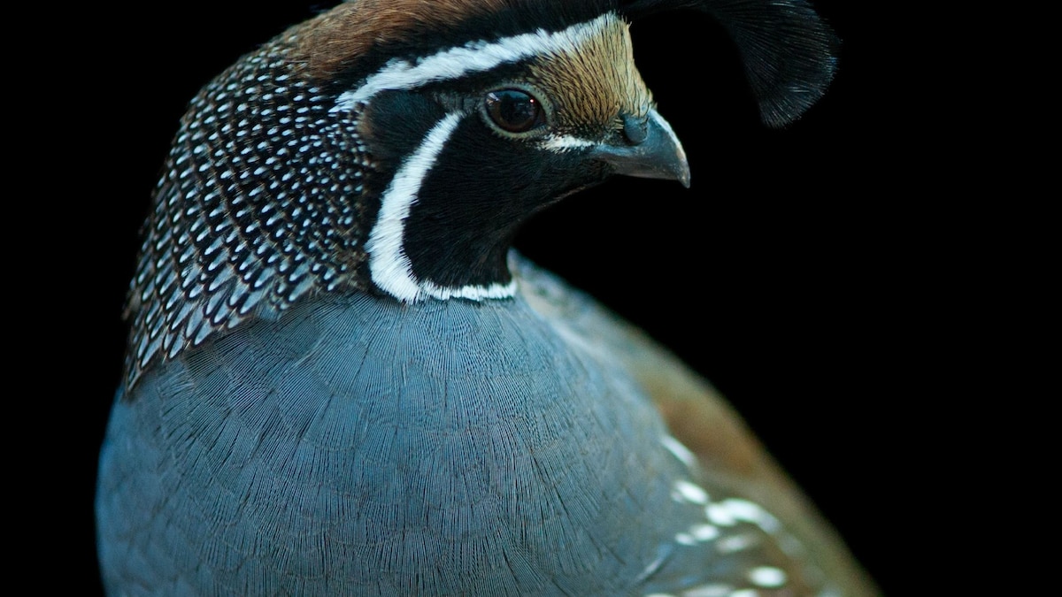 California Quail | National Geographic