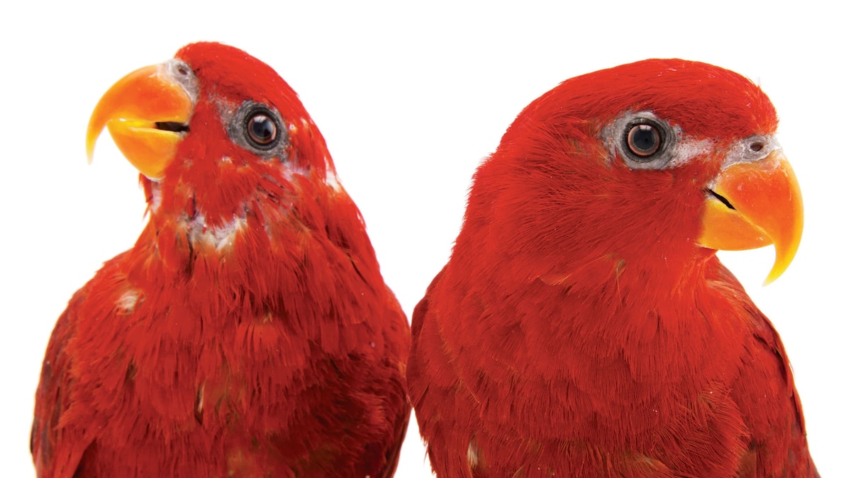 This Is Why Birds Are Key to Conservation