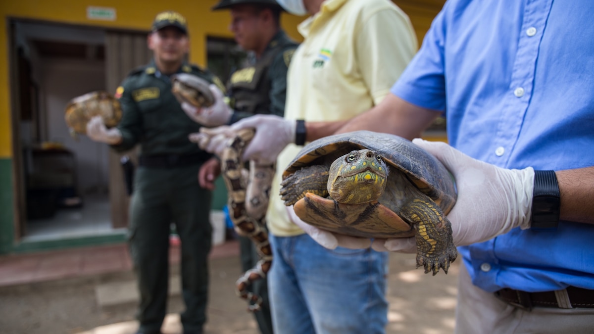 Critically endangered turtles under siege during Lent | National Geographic