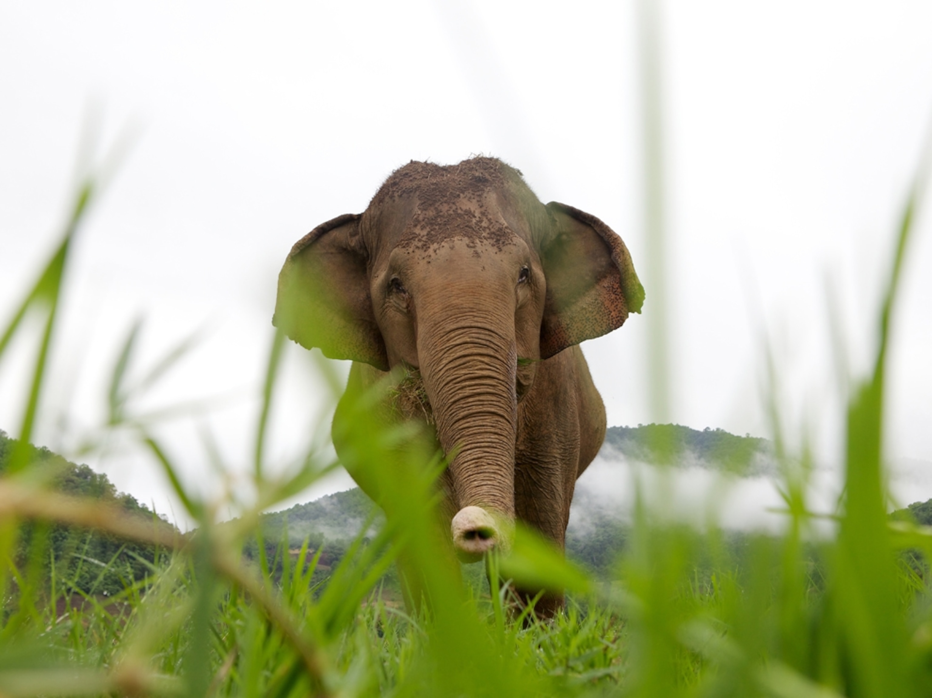 Elephant in grassy field