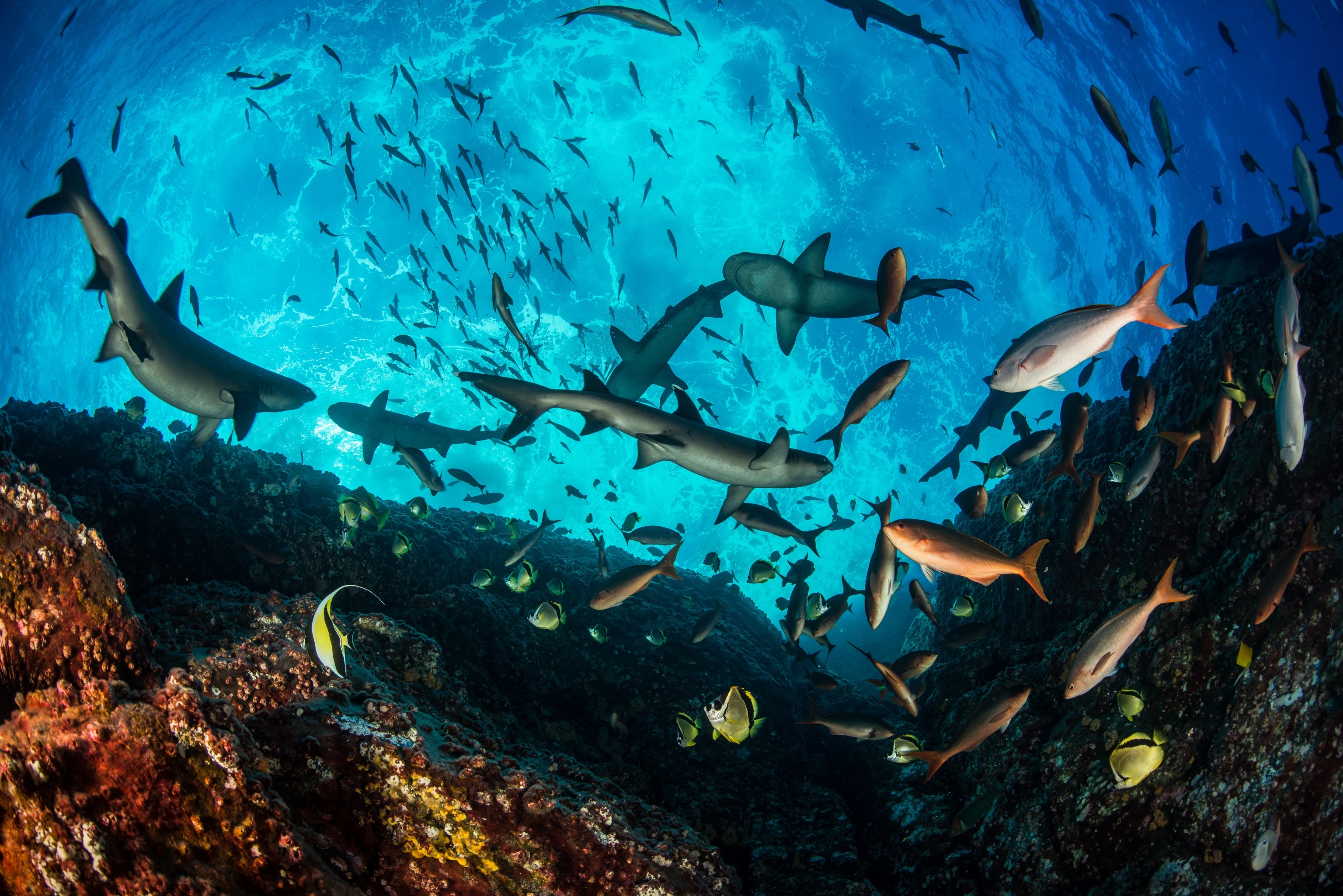 Seen from above the ocean surface, the tiny island of Roca Partida appears as two small peaks jutting out from the water. Underwater, however, this remote island of the Revillagigedo Archipelago hosts a rich marine habitat. Here, whitetip reef sharks, Pacific creolefish, barberfish, and Moorish idols populate the reef.