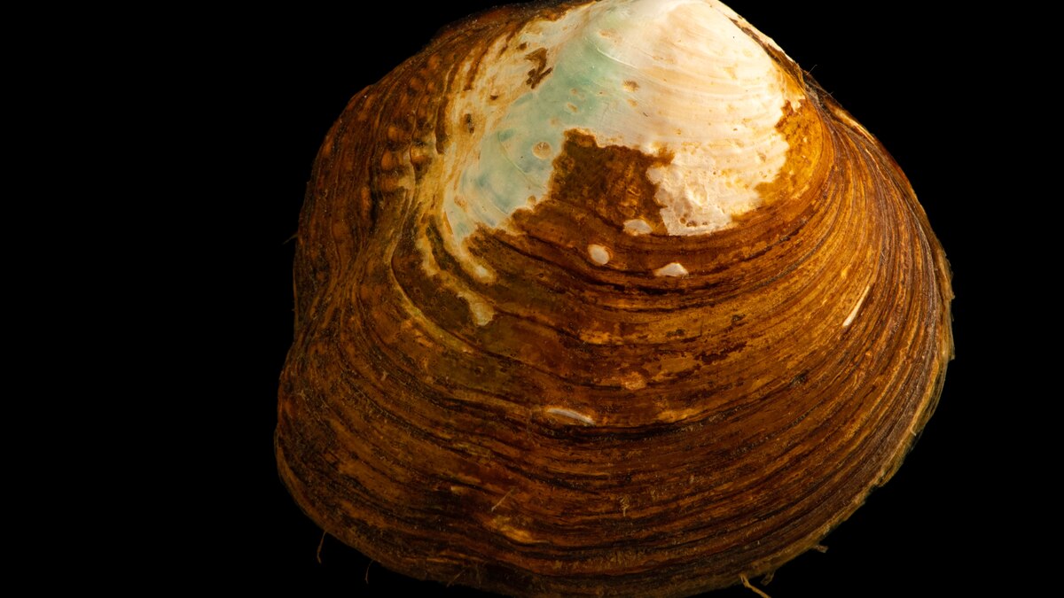 The high-stakes scramble to save the Appalachian monkeyface mussel - Vimarsana News