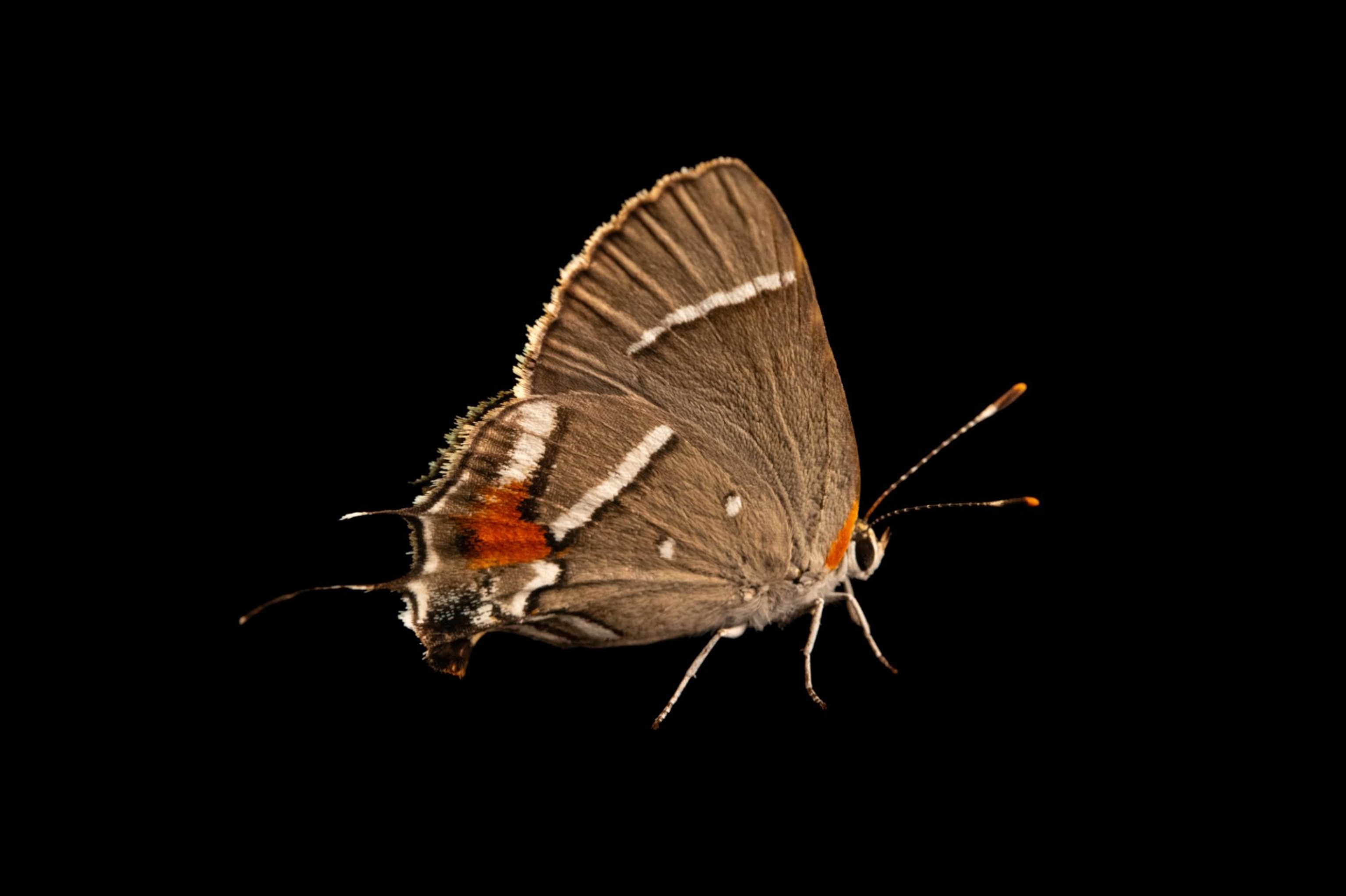 A federally endangered Bartram’s scrub-hairstreak against a black background