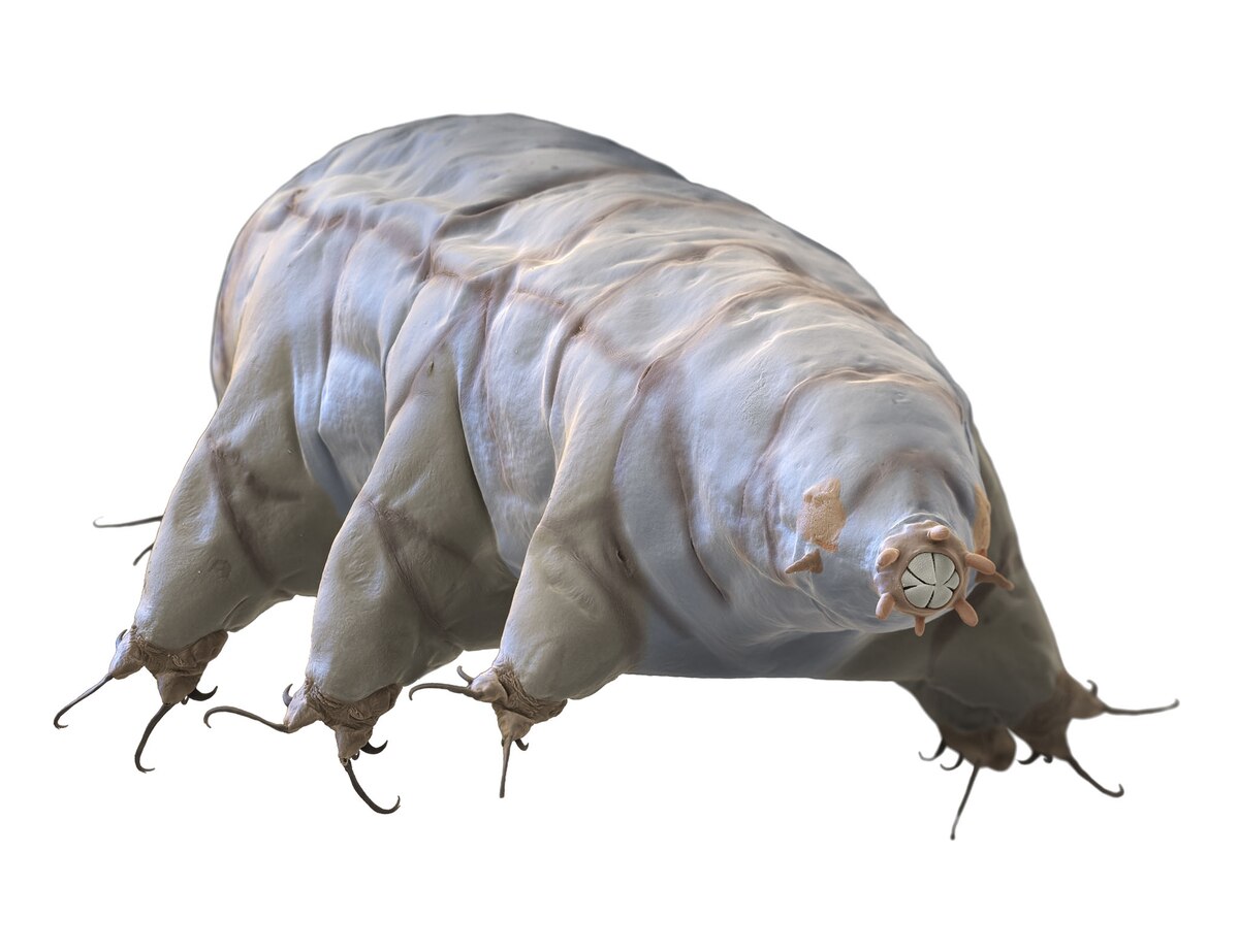 Insights on mighty ‘water bears,’ hardy seeds, and a new sensory organ