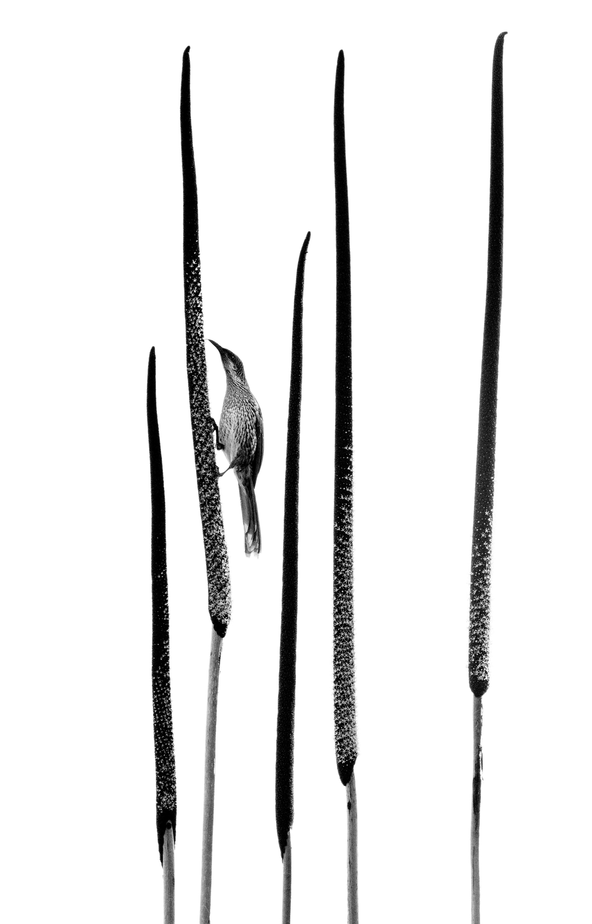 A black-and-white photo of an Australian wattlebird balancing on a native Australian grass tree that has five flower spikes.