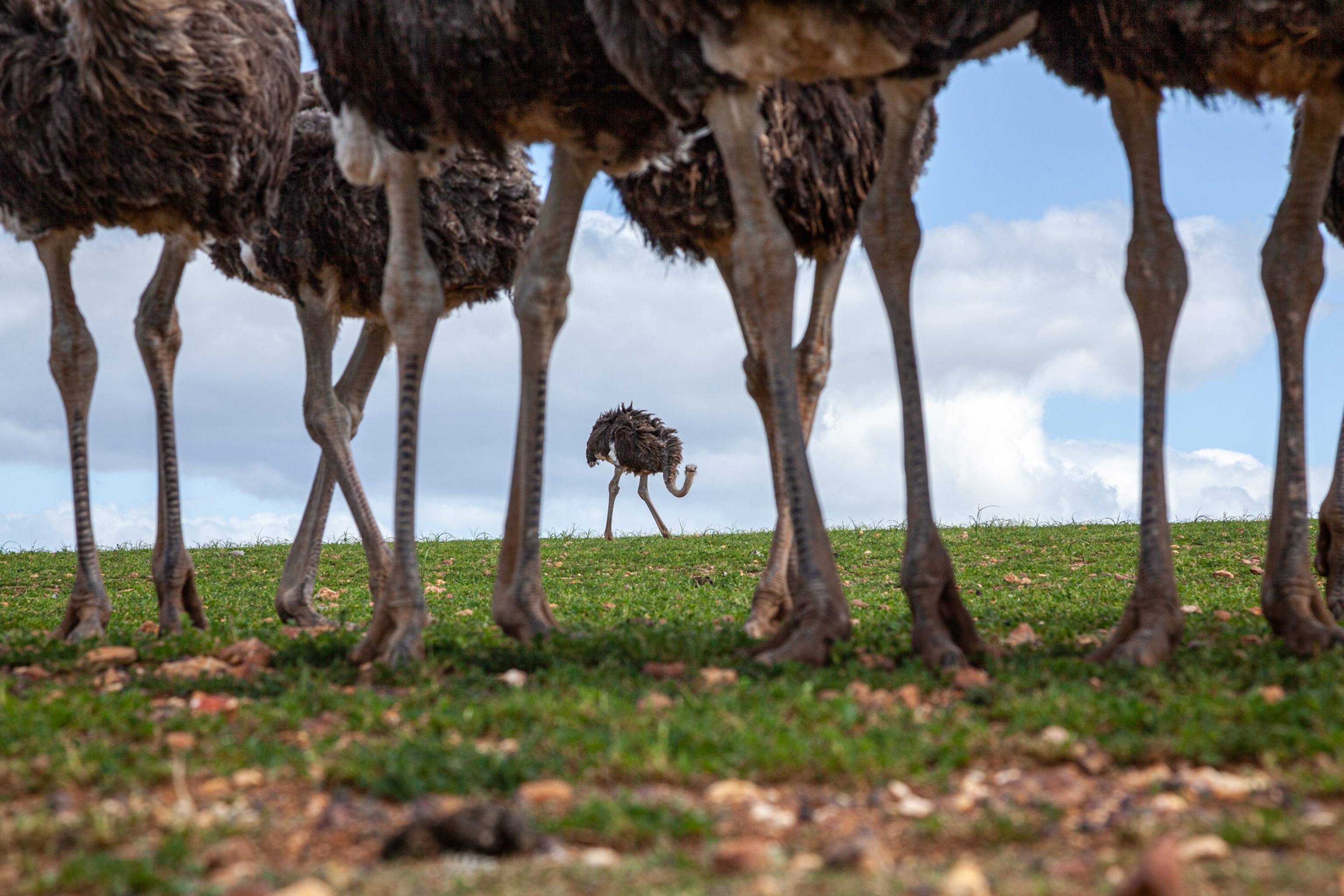 ostriches' legs.