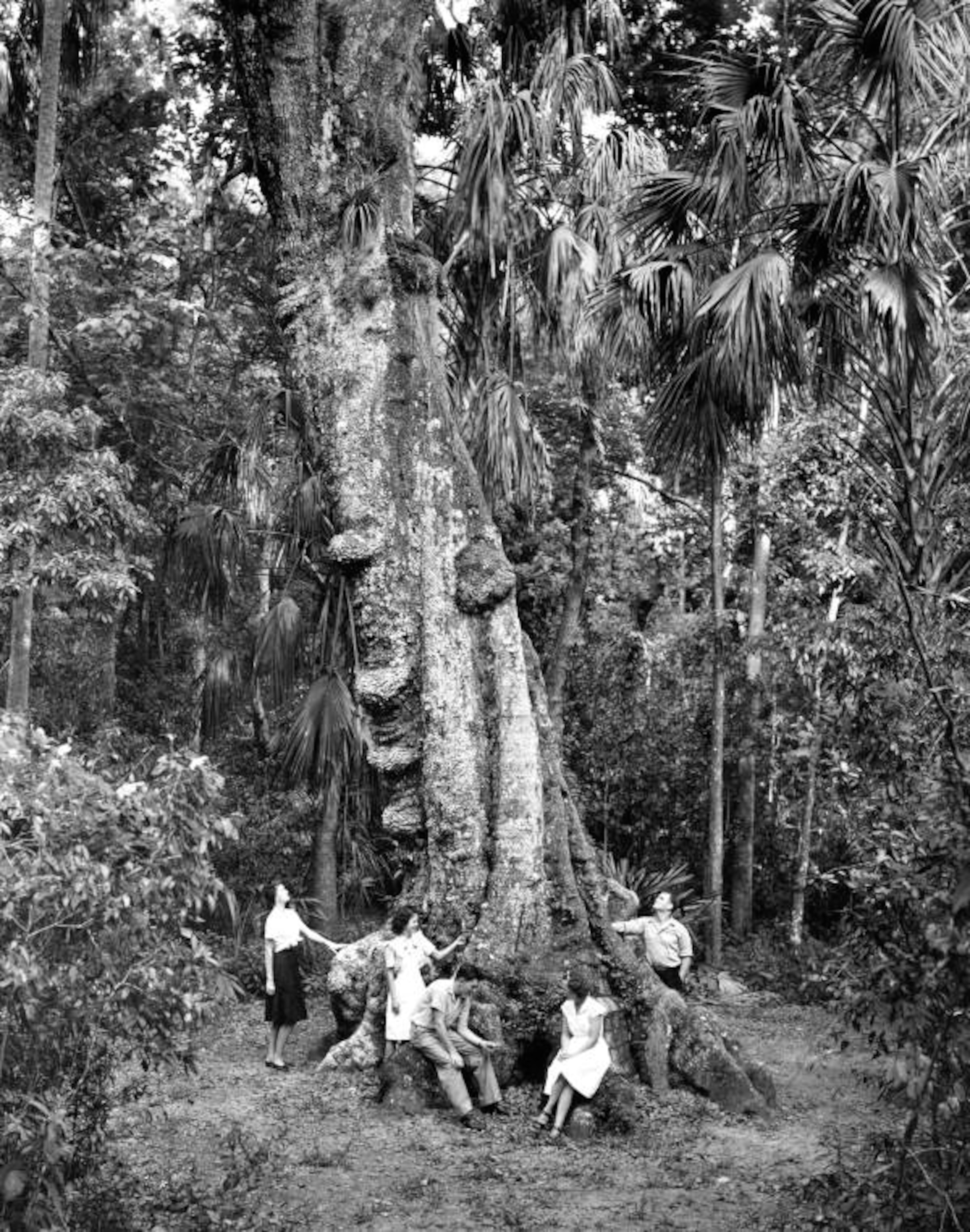 Visitors gathered around the base of a giant laurel oak at Highlands Hammock State Park